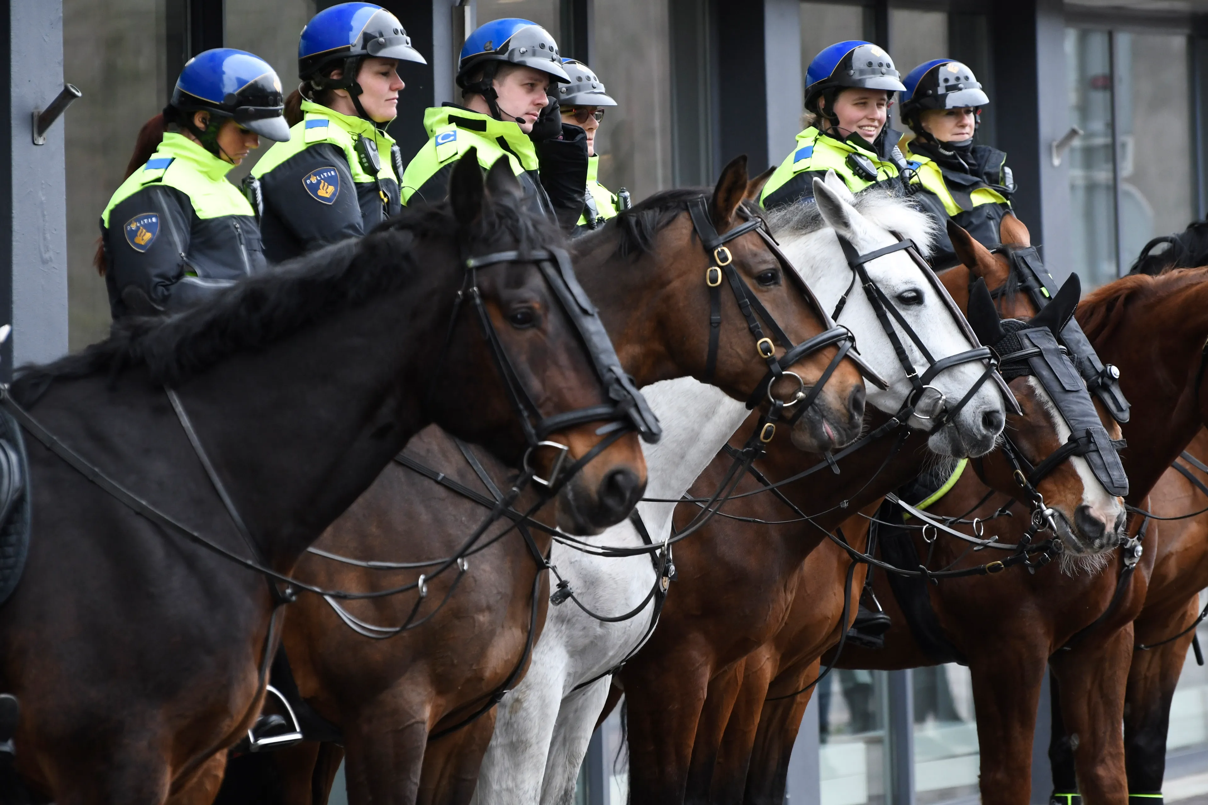 Dierenorganisaties willen inzet honden en paarden aan banden leggen