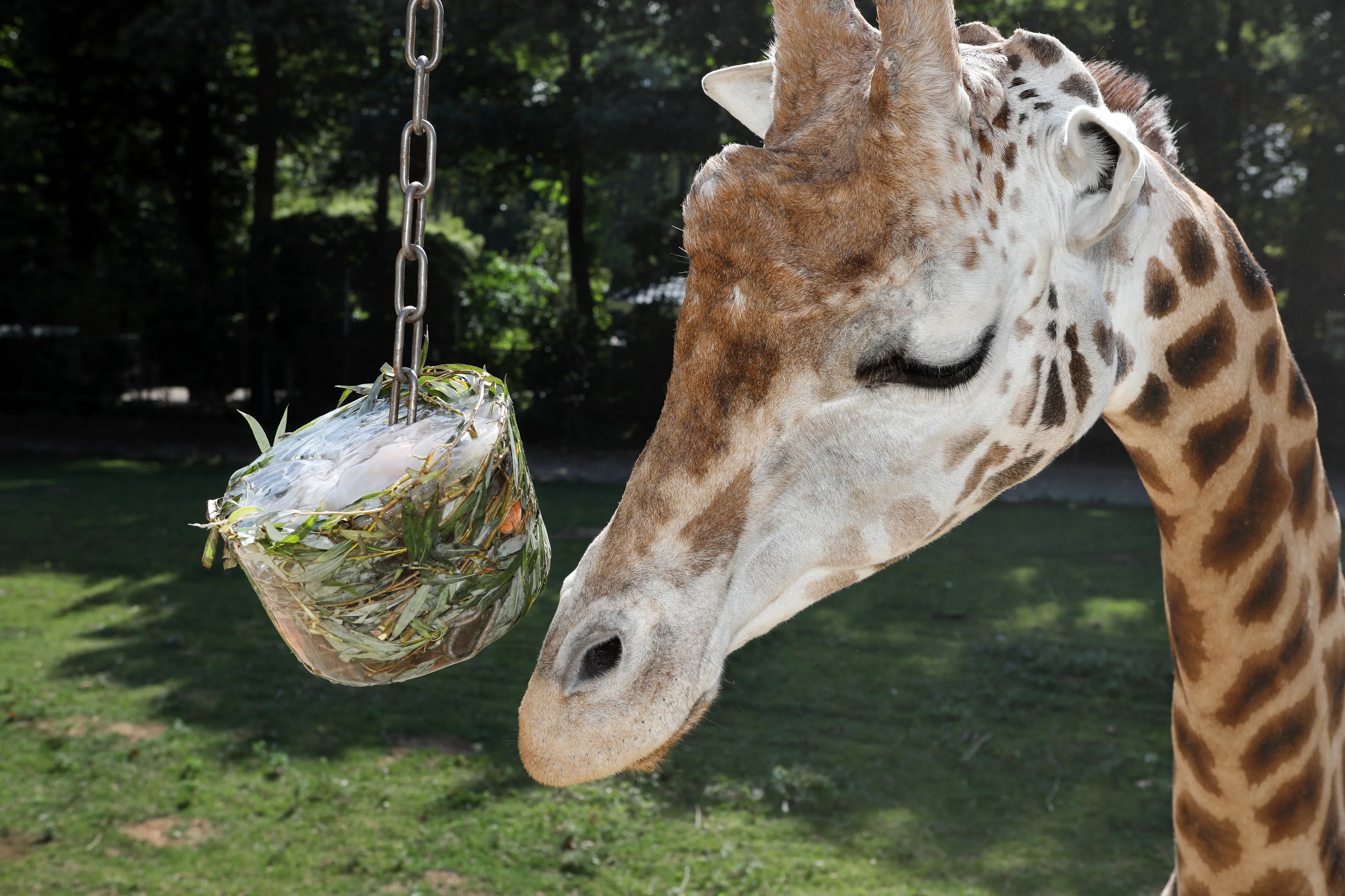 Ouwehands moet giraffe en mandril laten inslapen