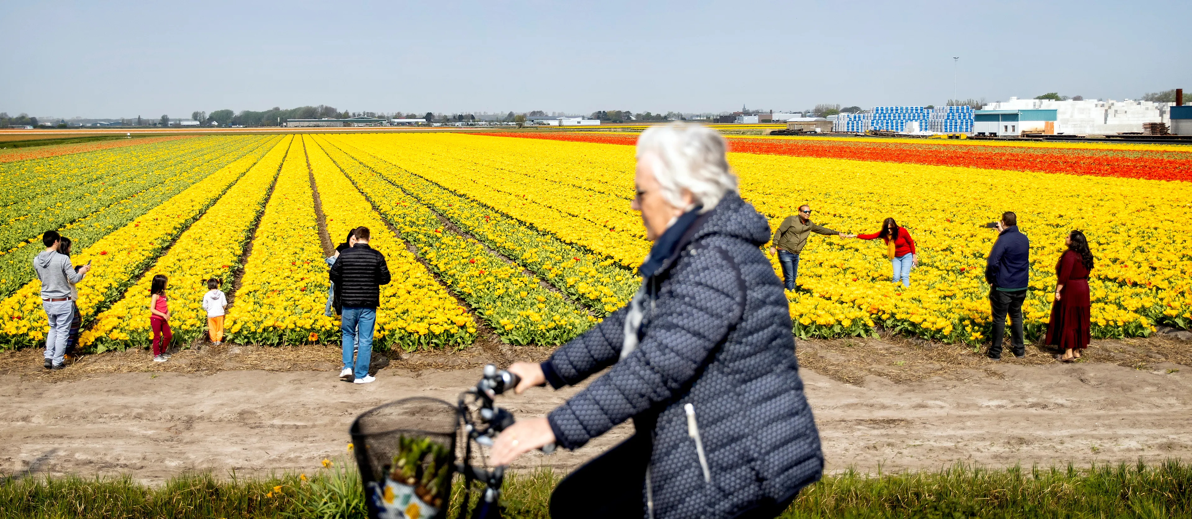 Opnieuw drukte bij de bollenvelden ondanks herhaaldelijk advies niet te komen