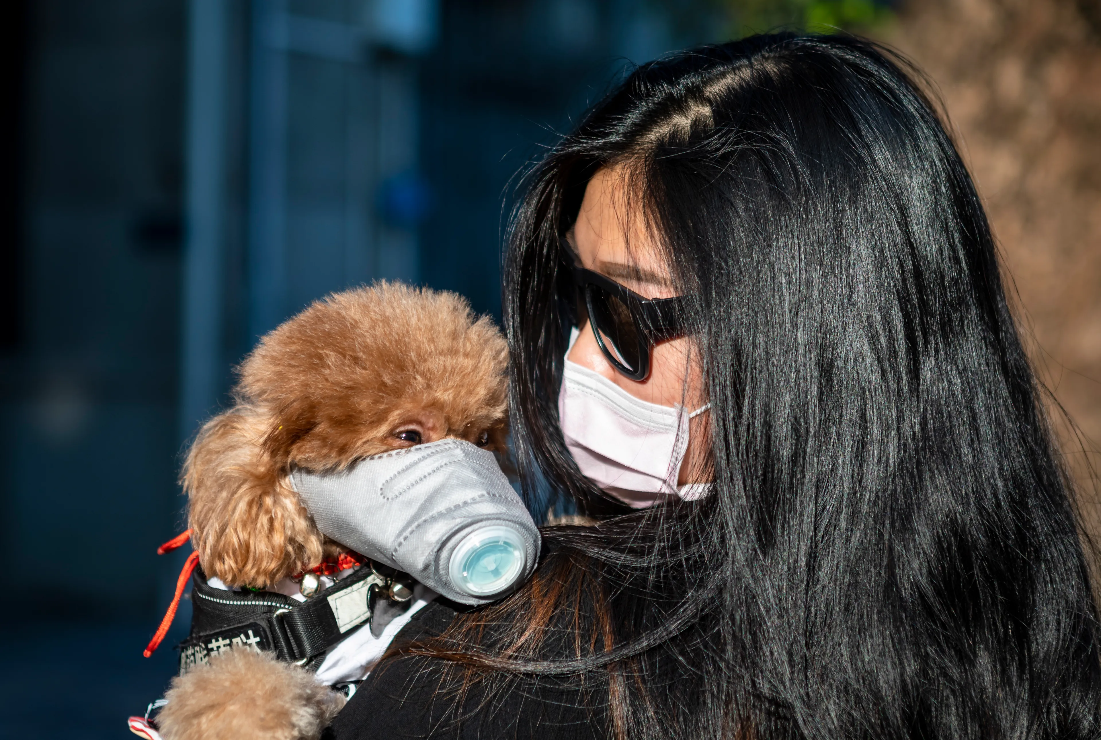 Coronavirus gevonden bij hond in Hongkong, dieren mogelijk ook vatbaar