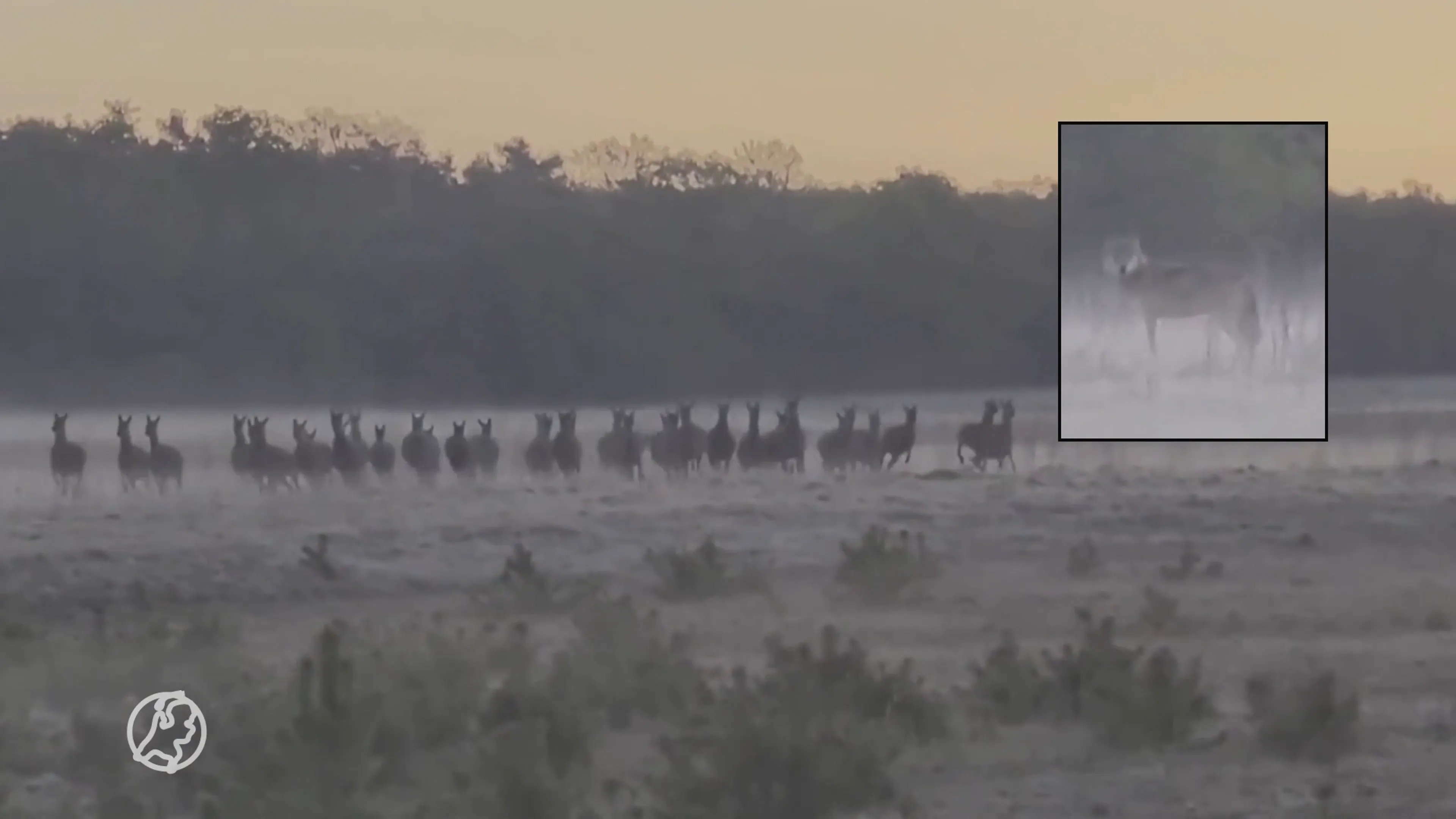 Unieke beelden: wolven jagen op edelherten op de Veluwe