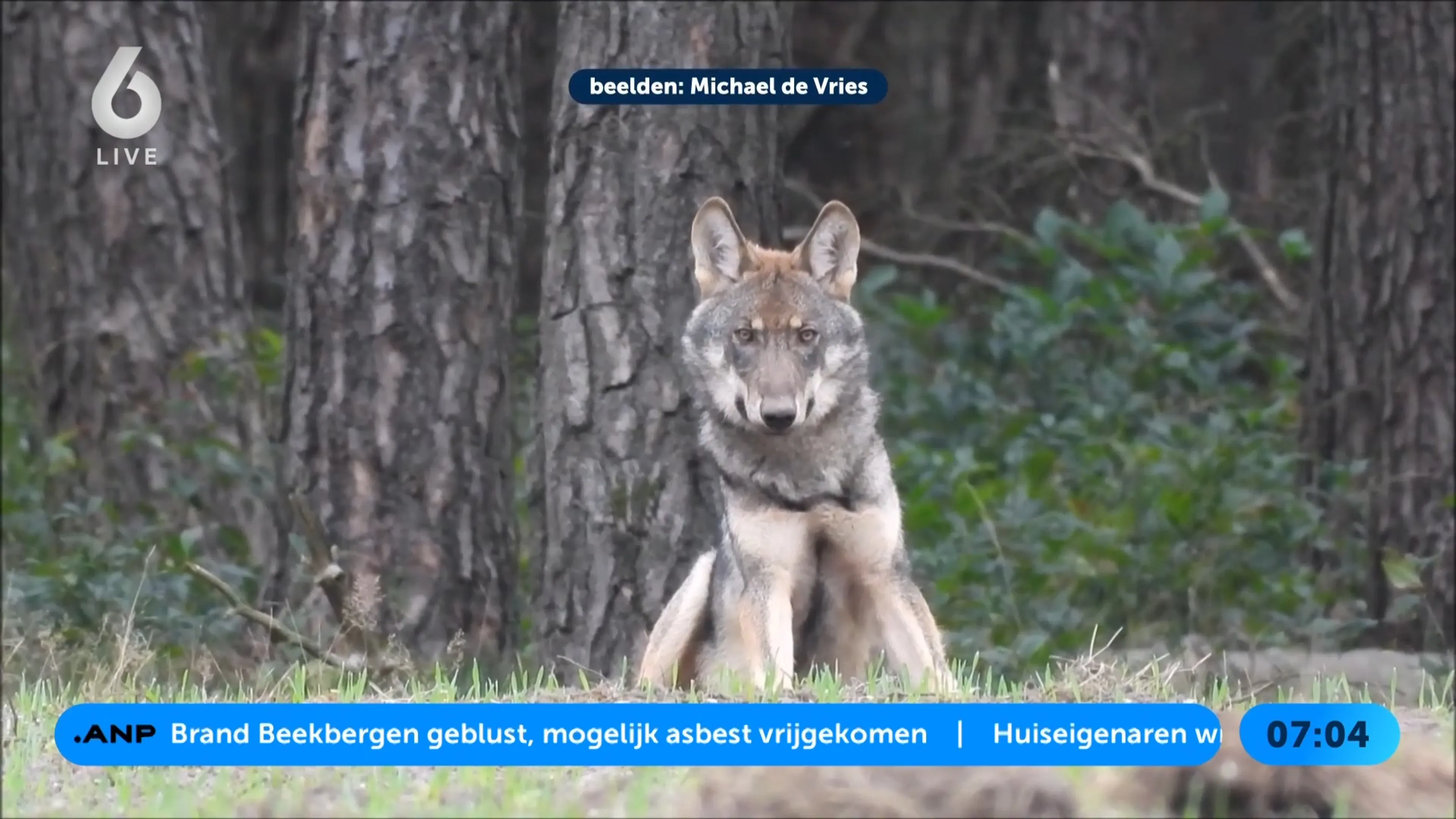 Gemeente Heerde grijpt in tegen lokken van jonge wolven voor foto's