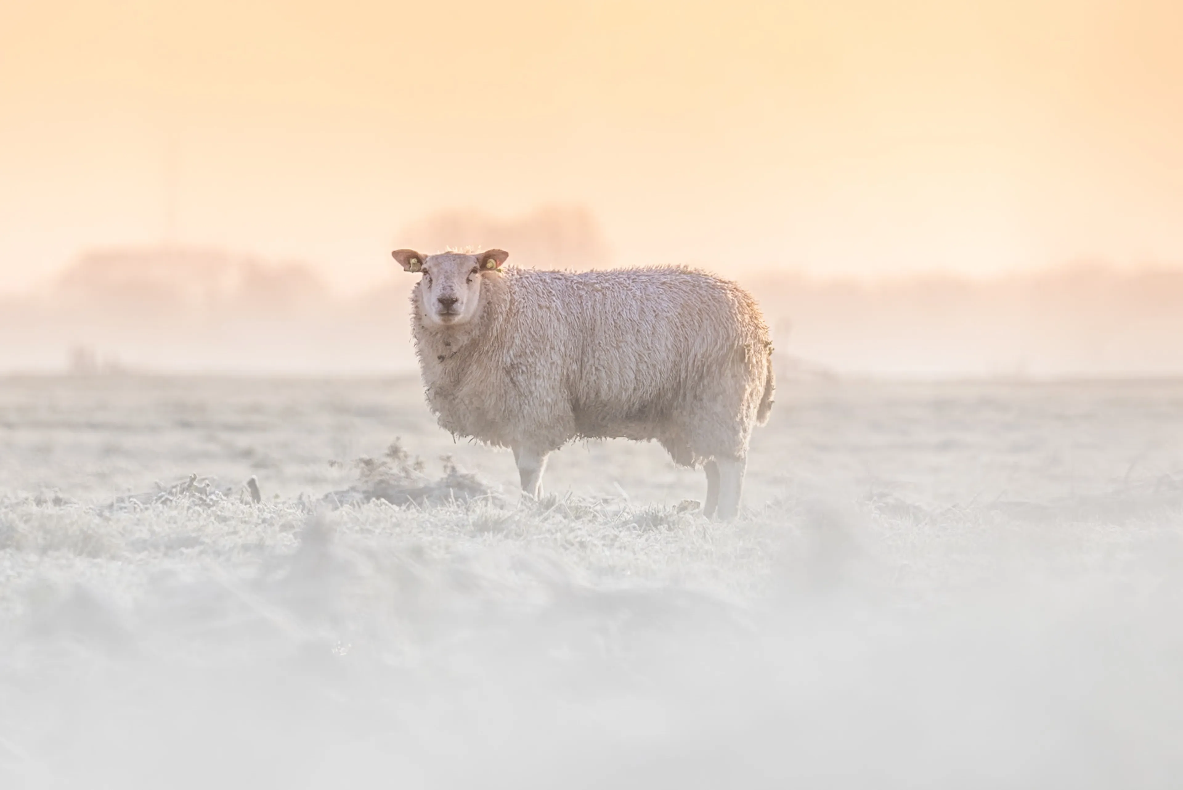 Wat kunnen we nog verwachten van de sneeuw vandaag?