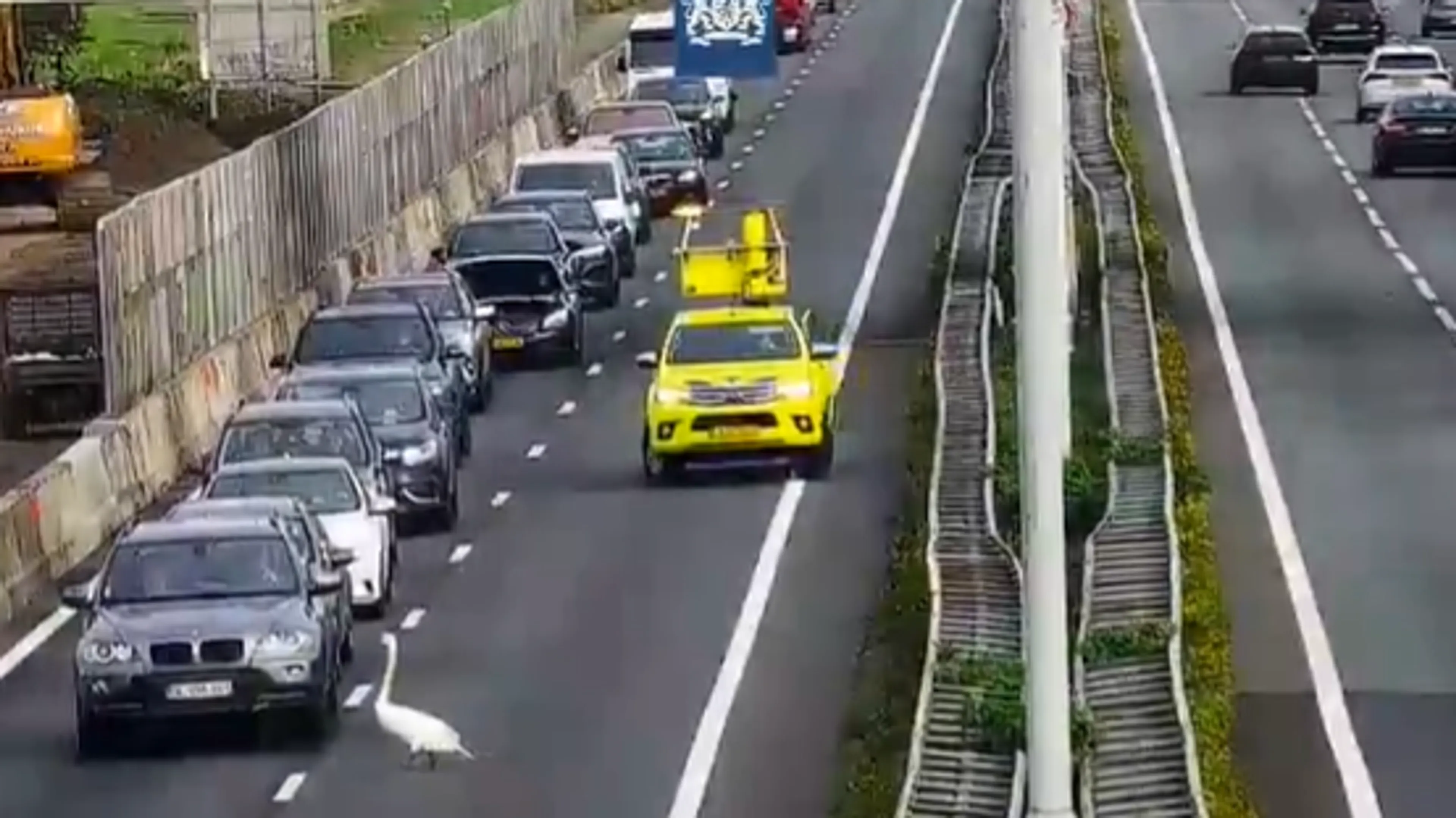 Zwaan doet dutje op A27 bij Gorinchem en legt verkeer stil