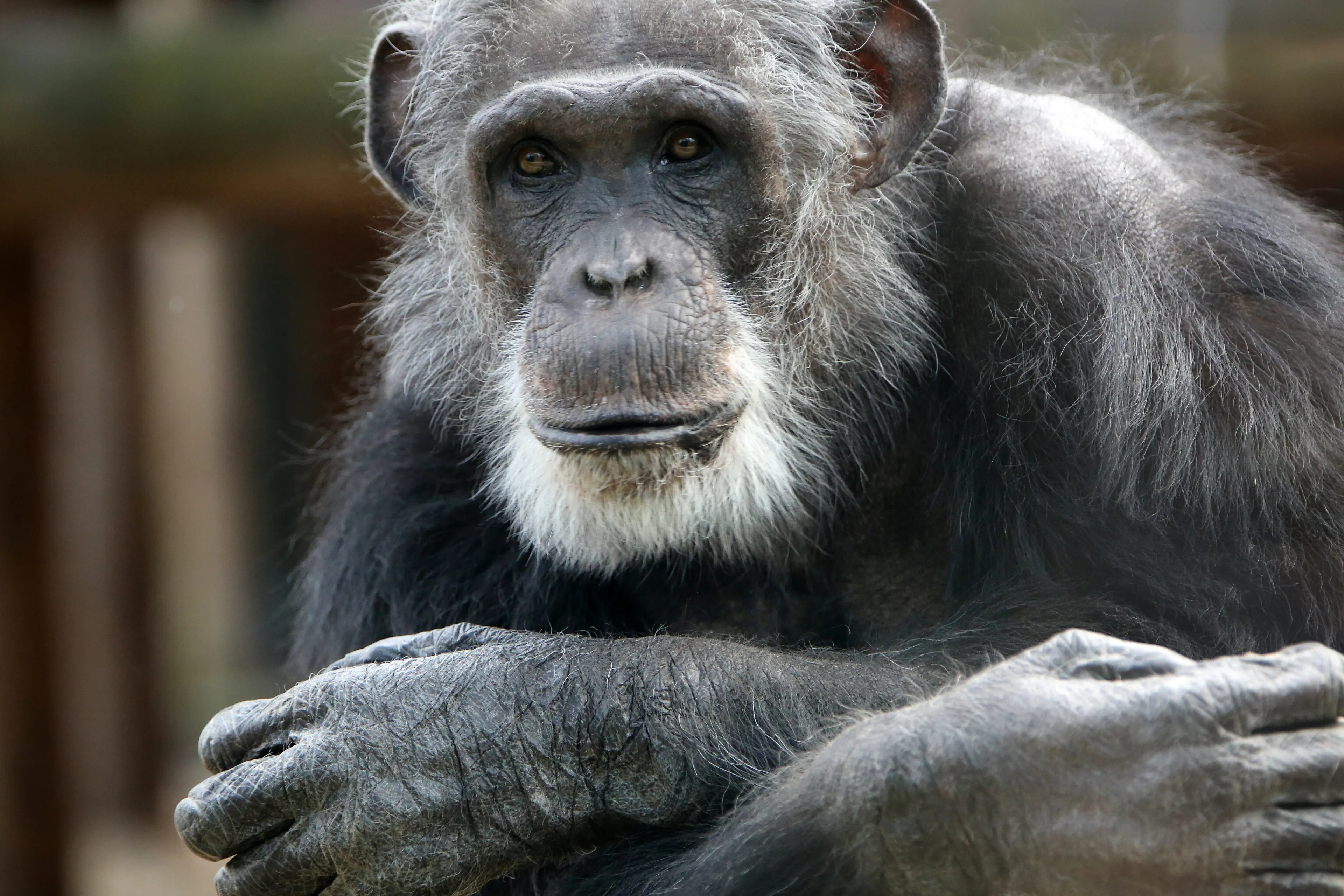 Dierenpark Amersfoort maakt herdenkingsplek voor doodgeschoten chimpansees