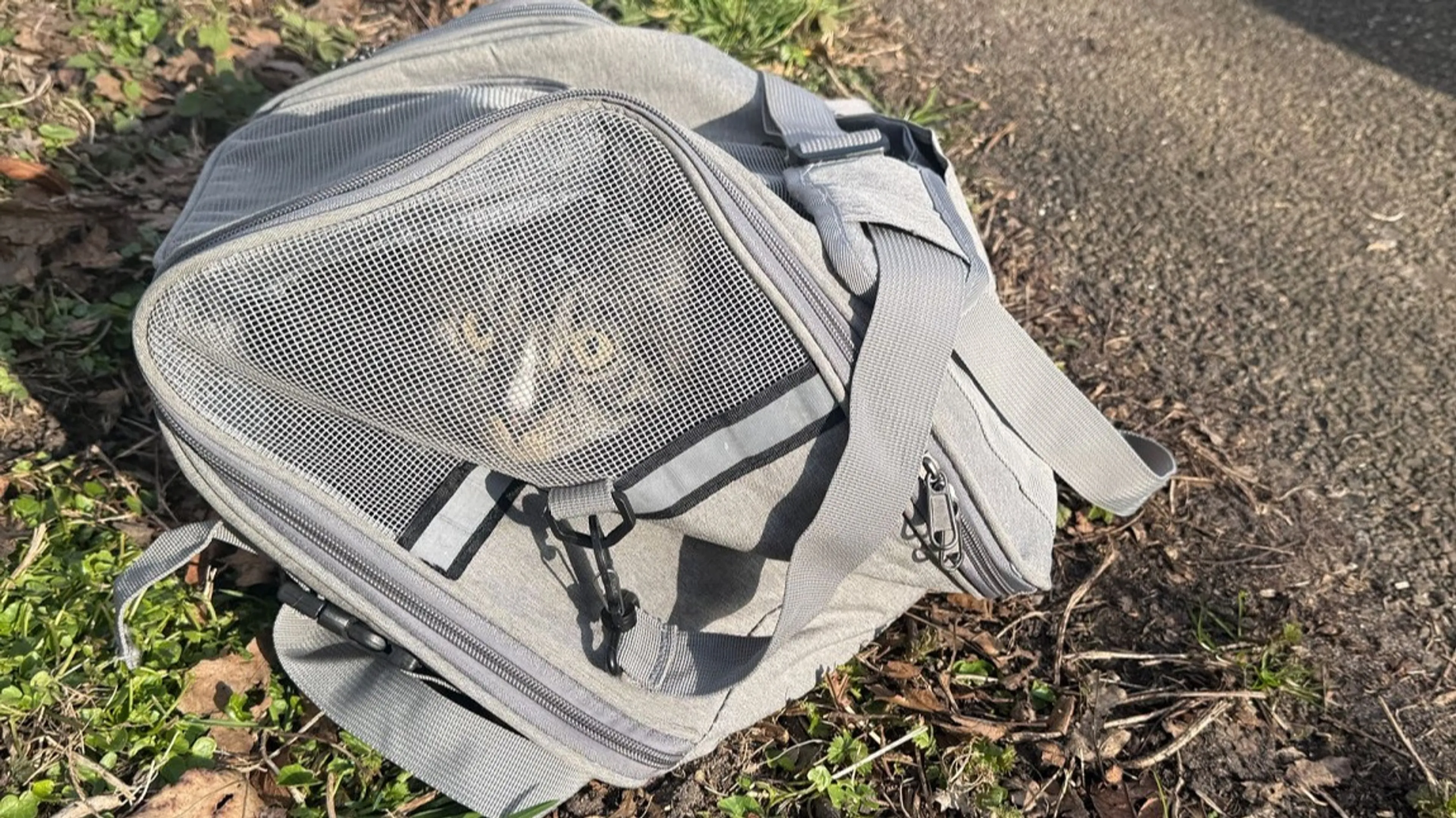 Twee gedumpte katten aangetroffen in park in Den Haag
