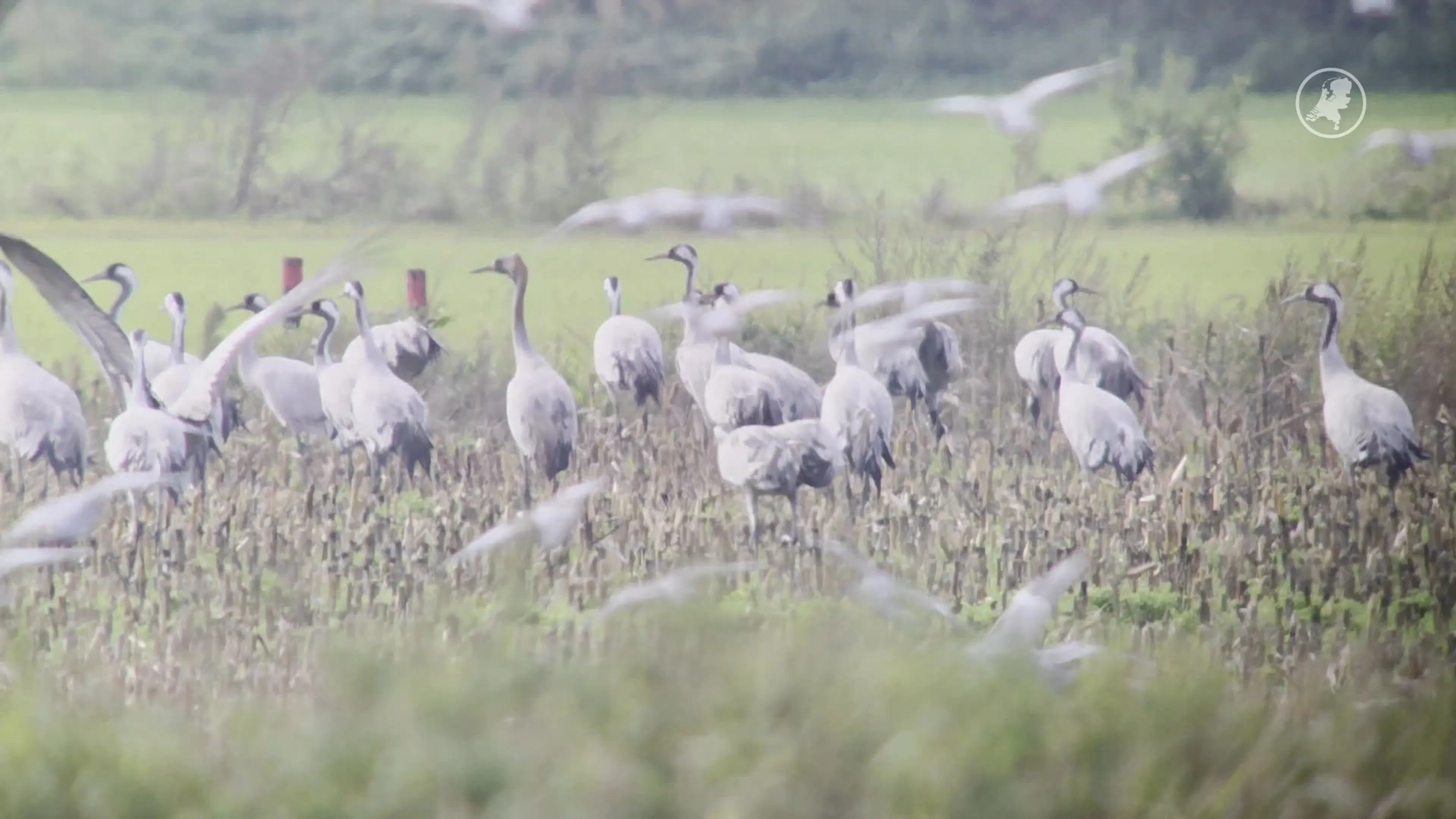 Honderden kraanvogels blijven hangen in De Peel door slecht weer