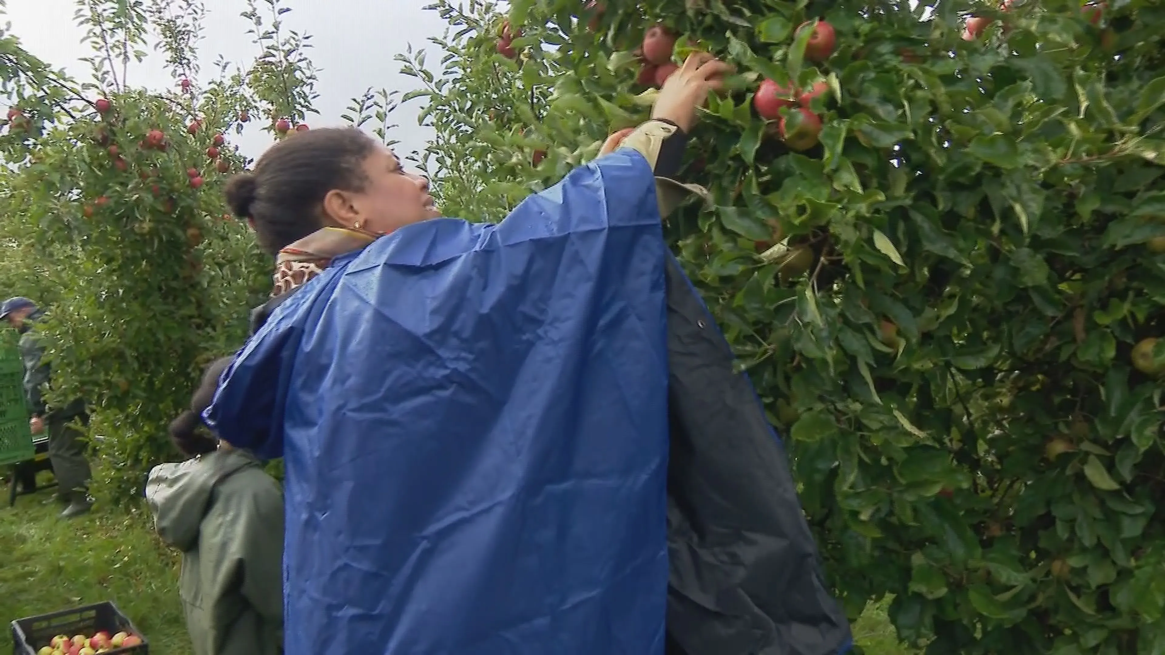 'Afgeschreven' fruit plukken voor de voedselbank: 'Mensen moeten gezond kunnen eten'