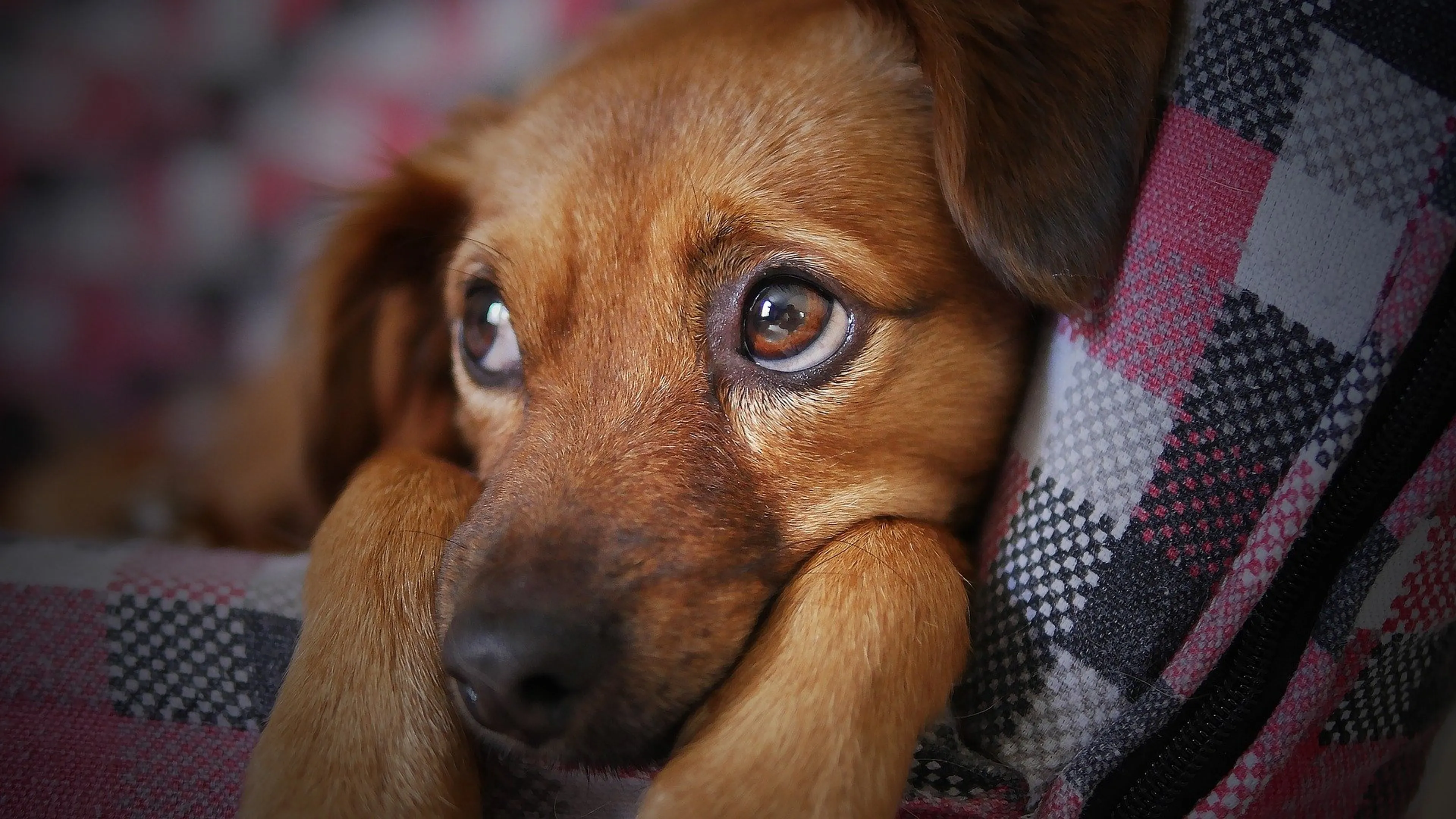 Man trapt hond meerdere keren hard in middenrif, viervoeter in beslag genomen