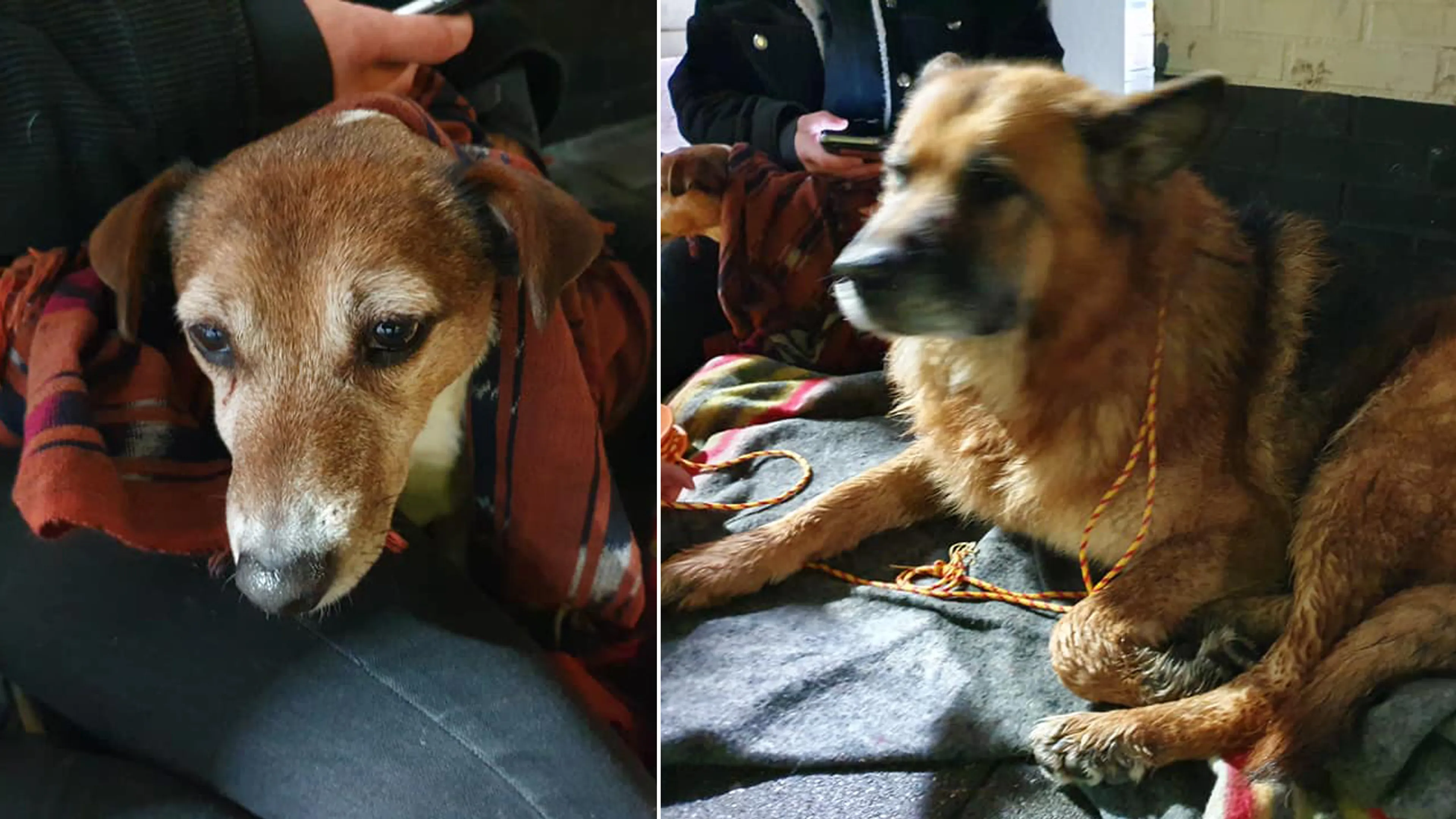 Automobilisten plukken loslopende honden van de A2 bij Liempde