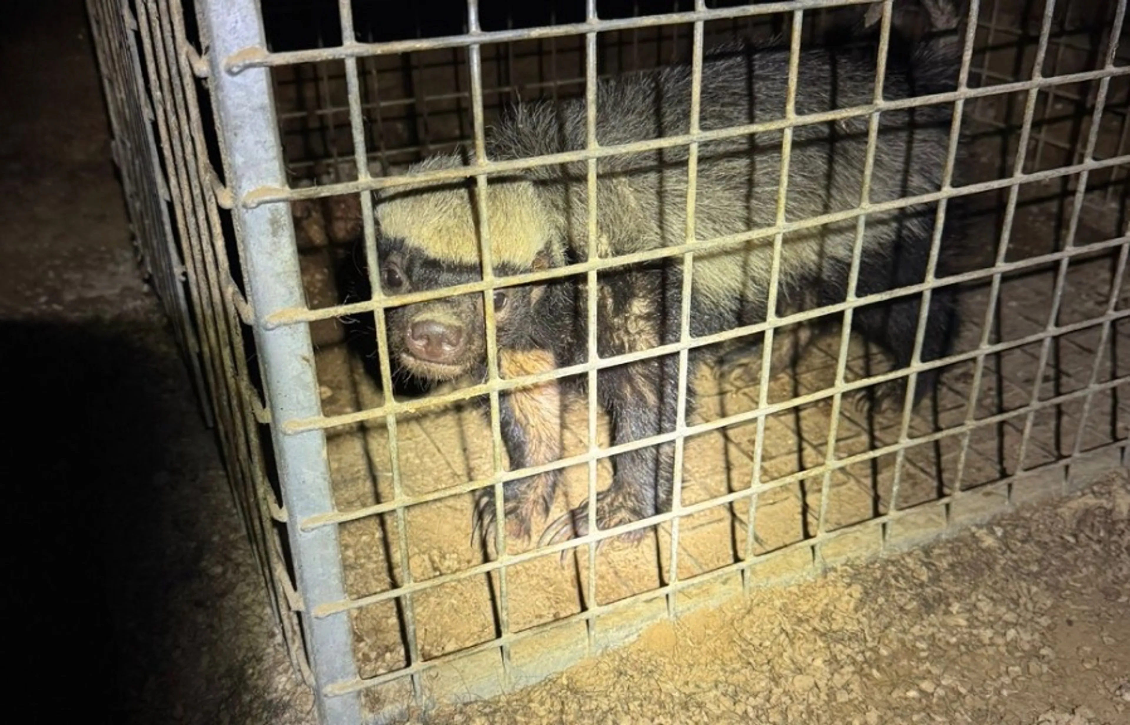 Politie treft bijna 100 exotische dieren aan in woning in Beekdaelen