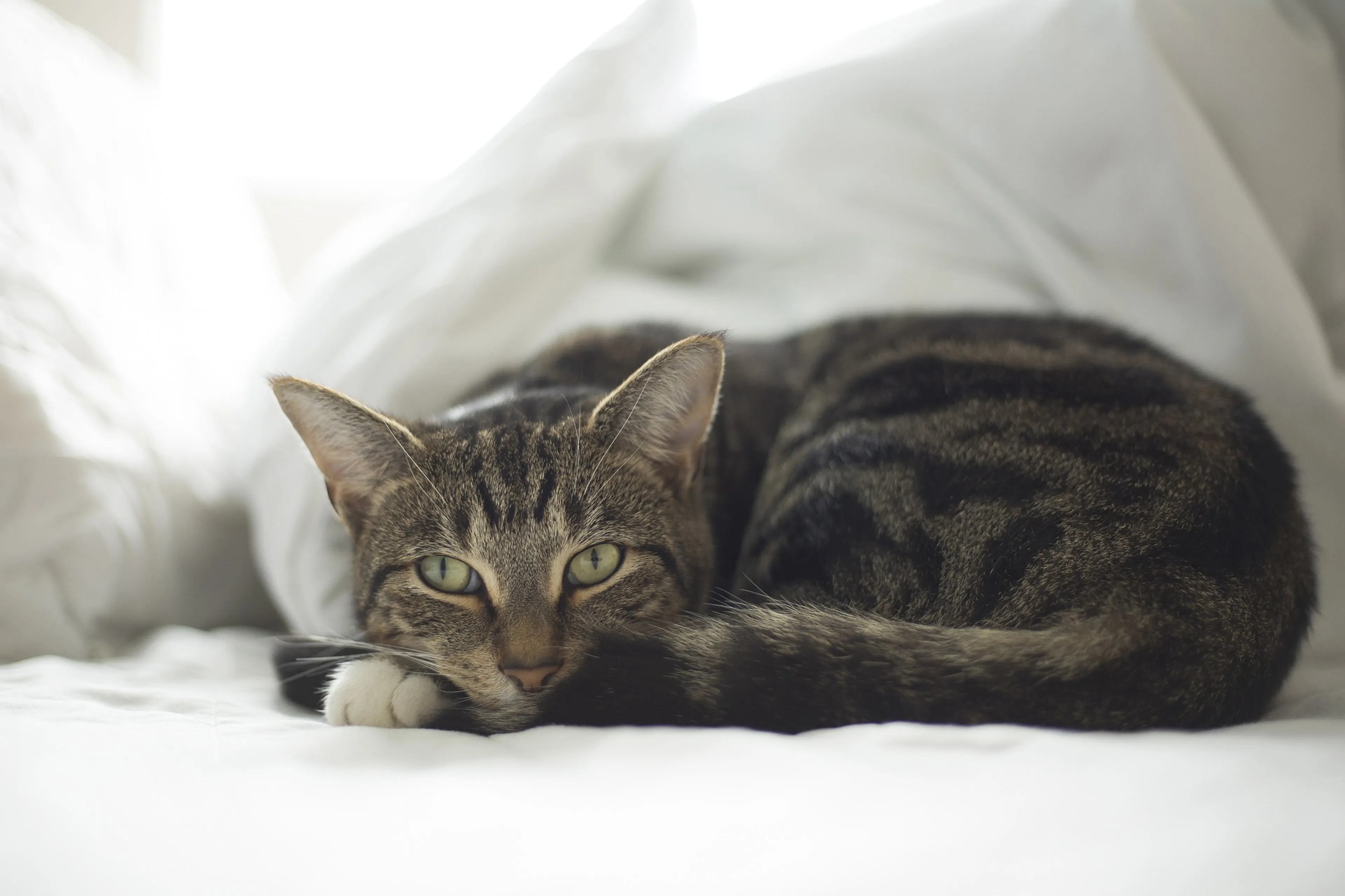 Vermiste kat Whiskey na negen maanden weer thuis, en wordt dan doodgereden
