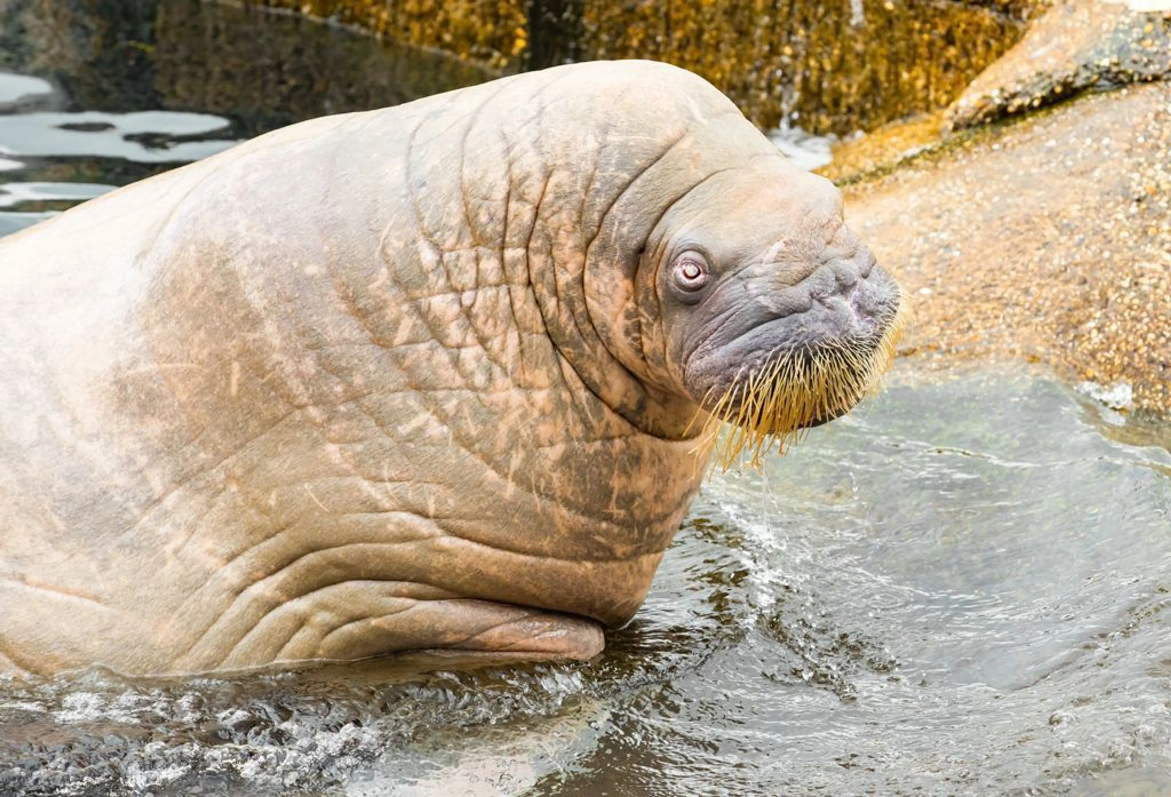 Dolfinarium in rouw gedompeld na overlijden walrus Olga: 'Lastige keuze gemaakt'