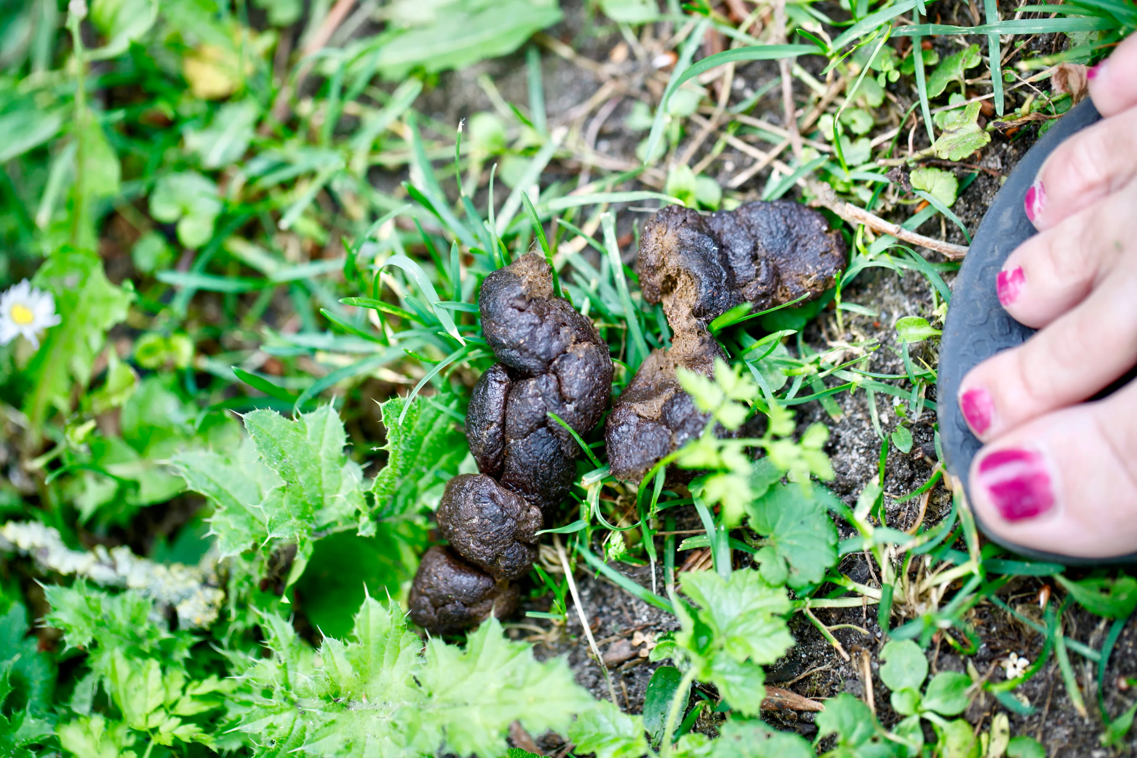 Wildpoepers in Schoorlse Duinen door gesloten openbare toiletten