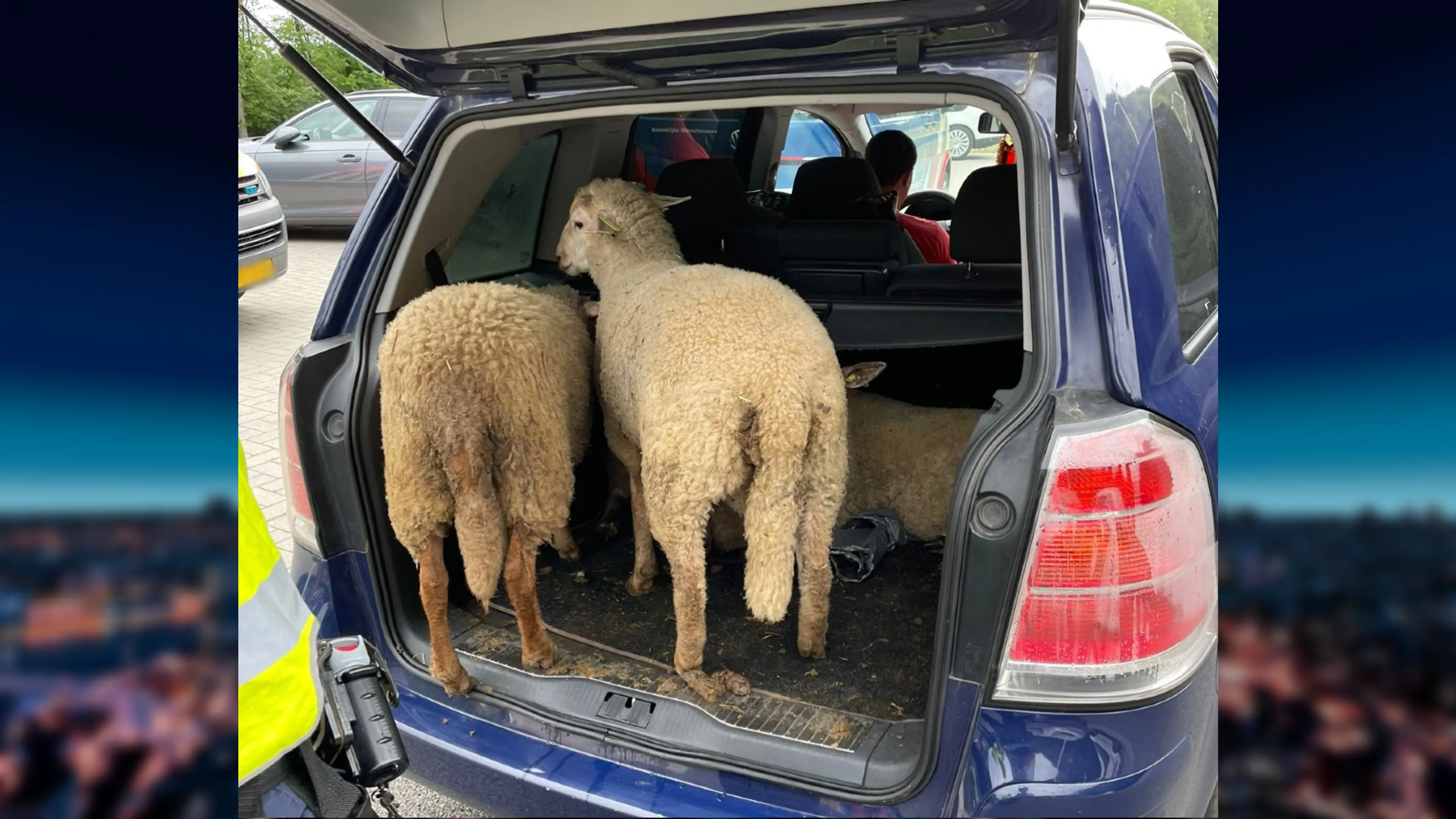 Bizarre diefstal: Roemenen nemen gestolen schapen mee in kofferbak