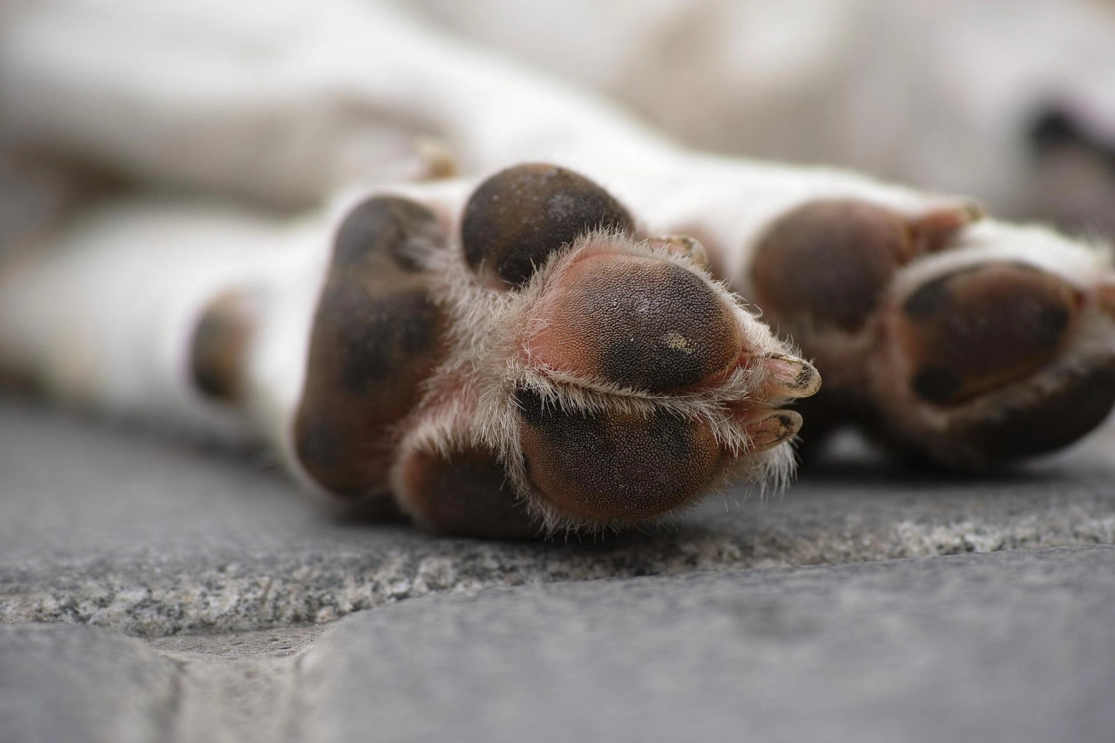 Tien honden in één nacht overleden in luxe dierenpension