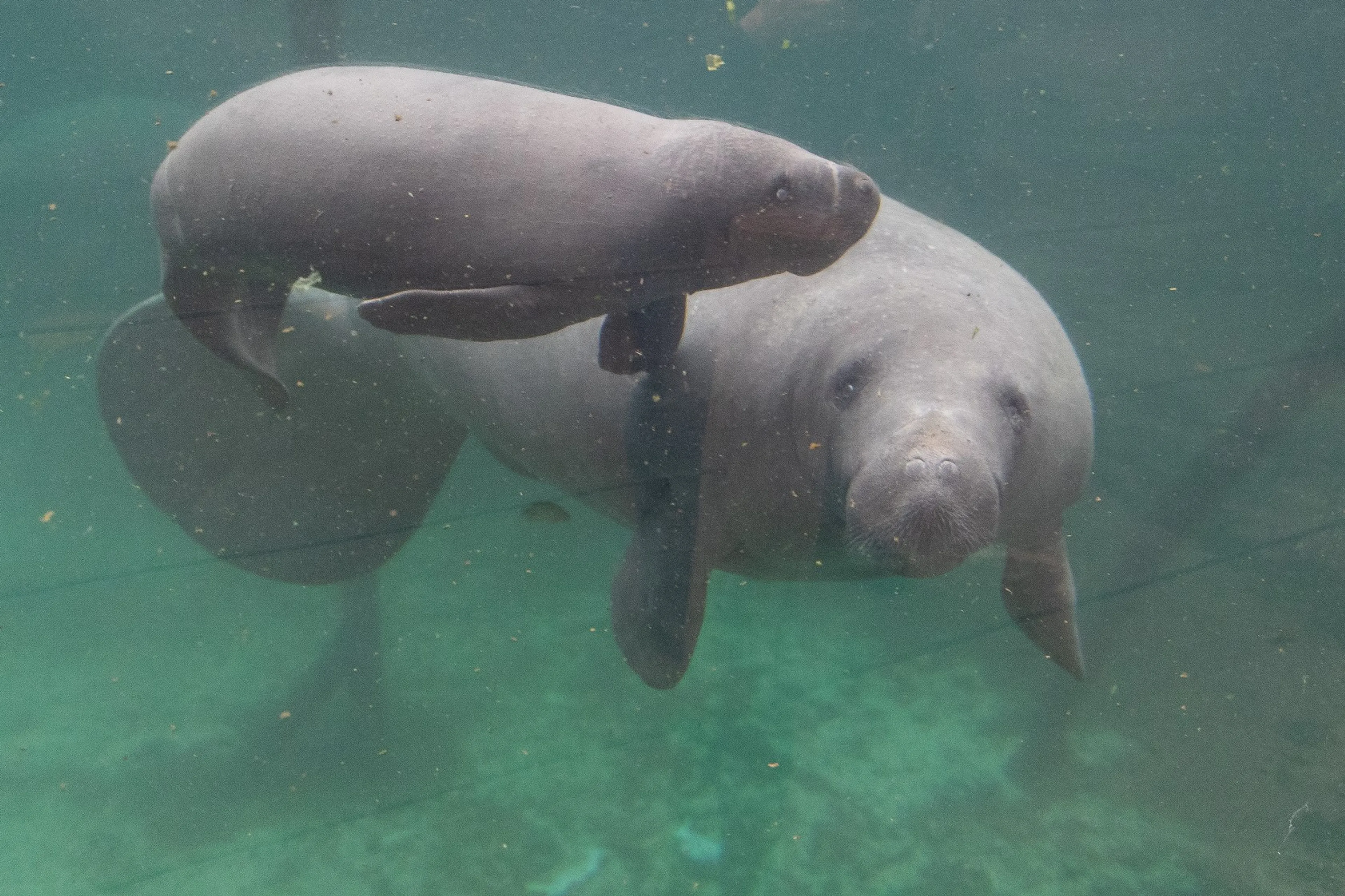 ZIEN: Caribische zeekoe geboren in Burgers' Zoo