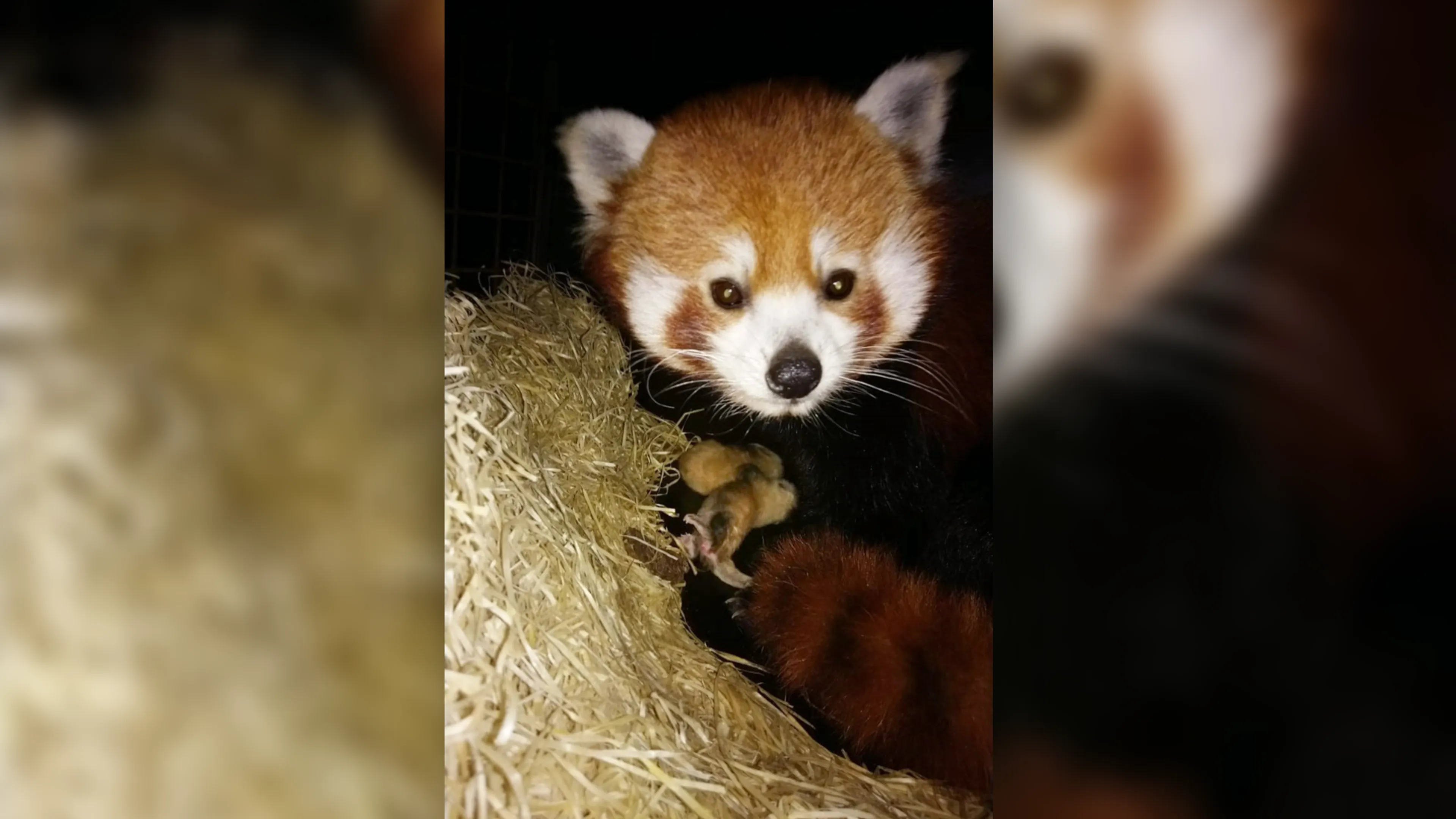 Verrassing voor DierenPark Amersfoort: twee rode panda's geboren