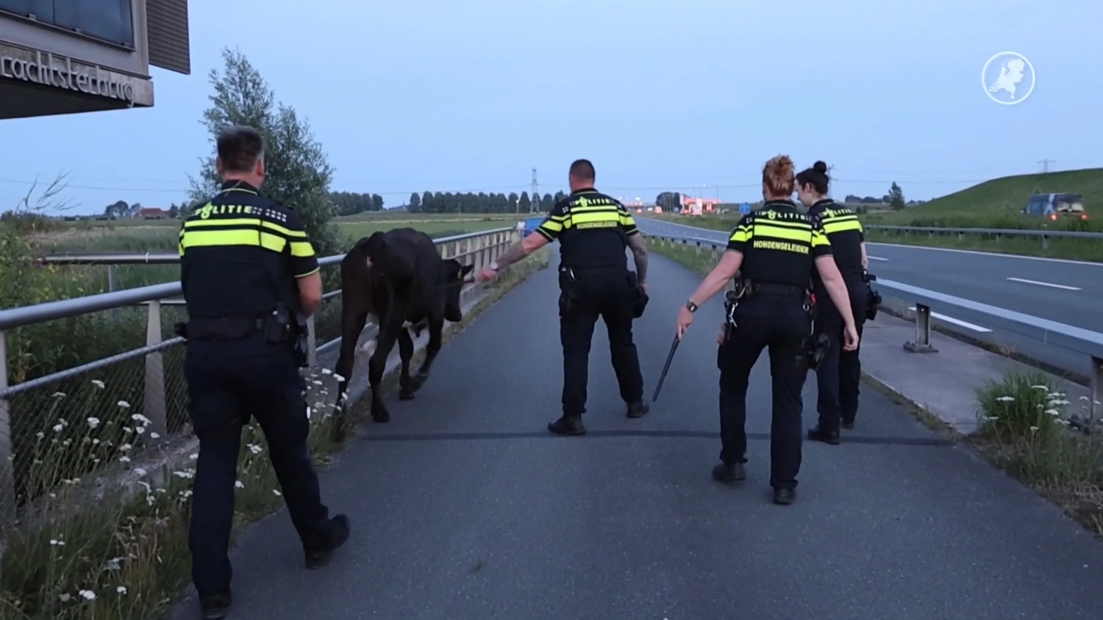 Ontsnapte koe houdt politie uren bezig bij Leeuwarden