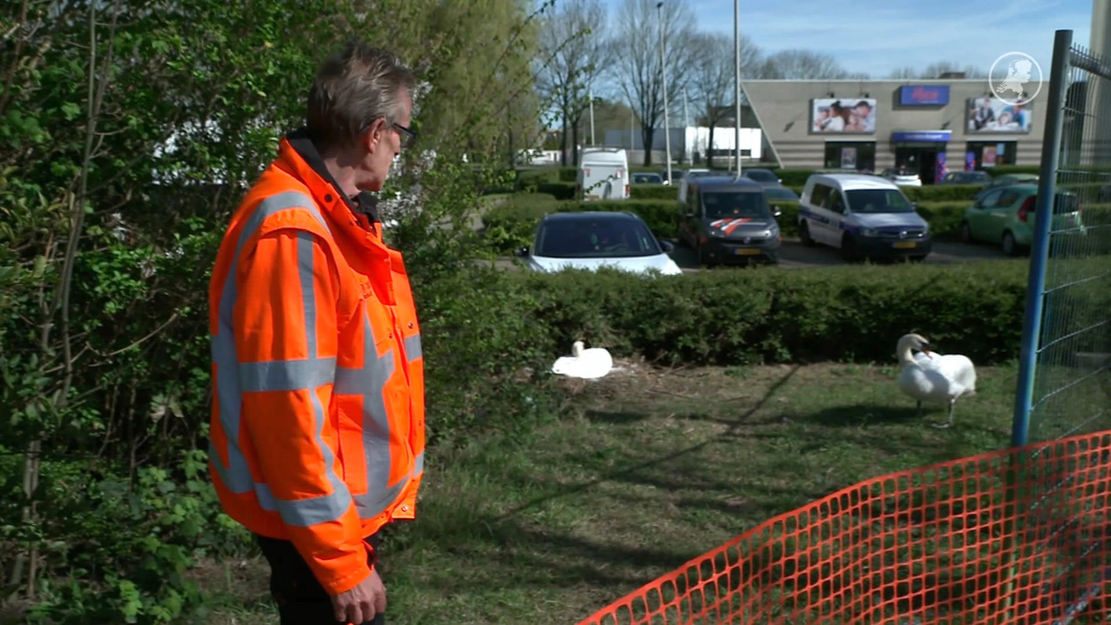 Zwanen in park Spijkenisse slachtoffer hangjeugd
