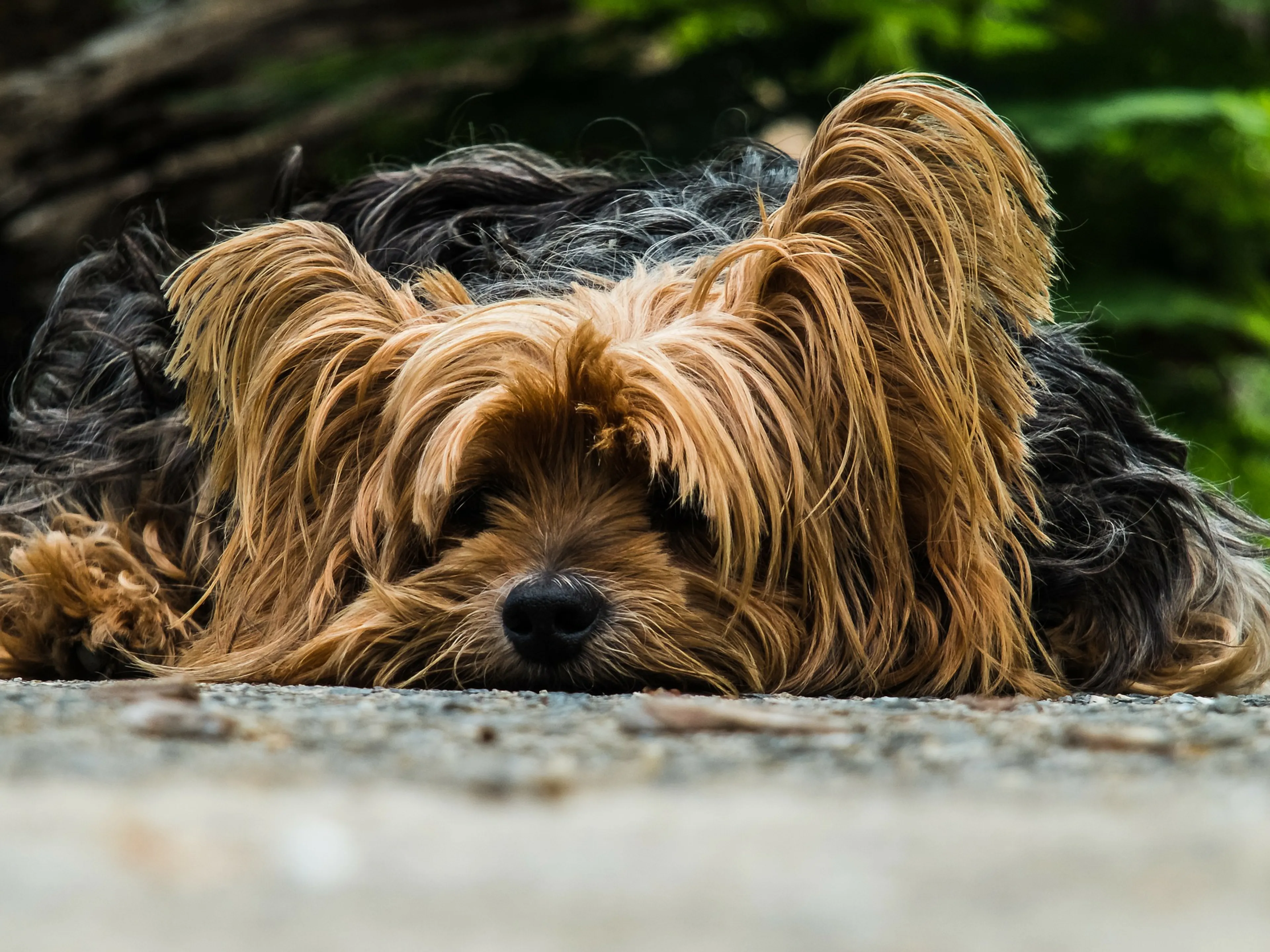 Man en hond lagen lange tijd dood in woning Maastricht