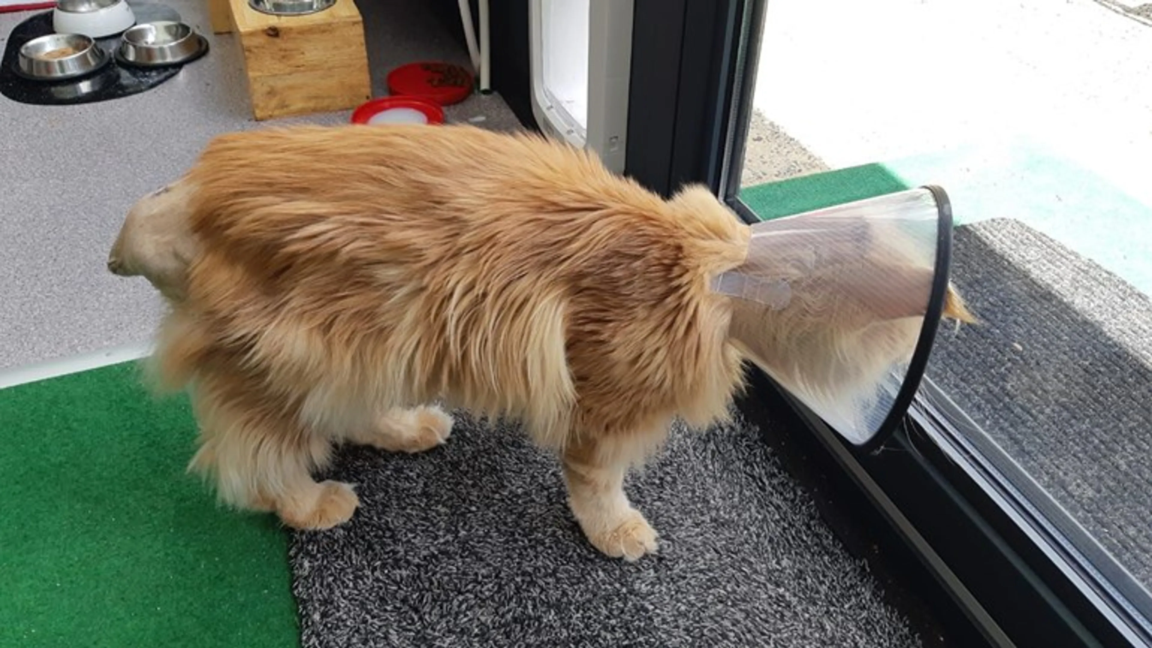 Garfield's staart geamputeerd na mogelijke mishandeling