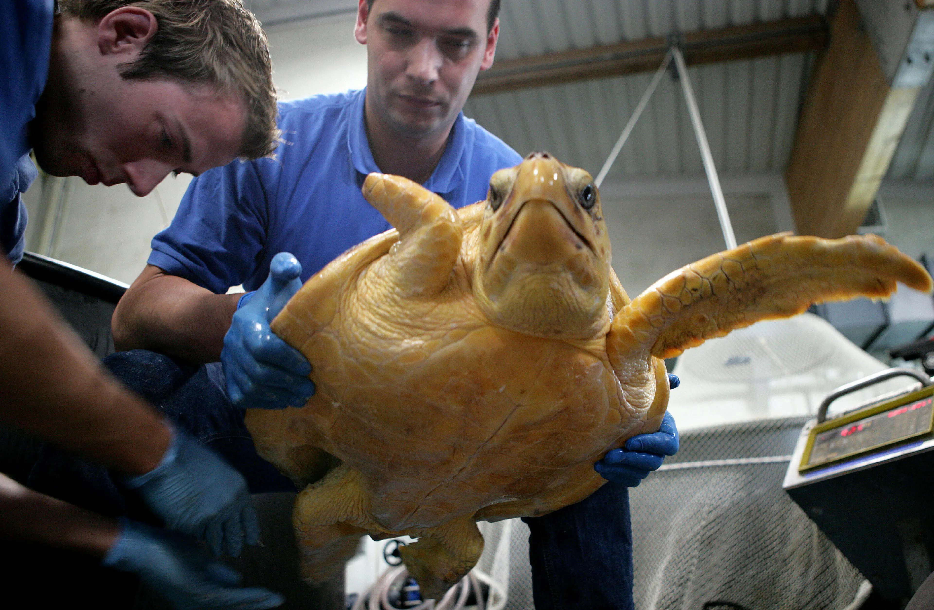 Bijzonder: weer spoelt tropische zeeschildpad op Nederlands strand aan