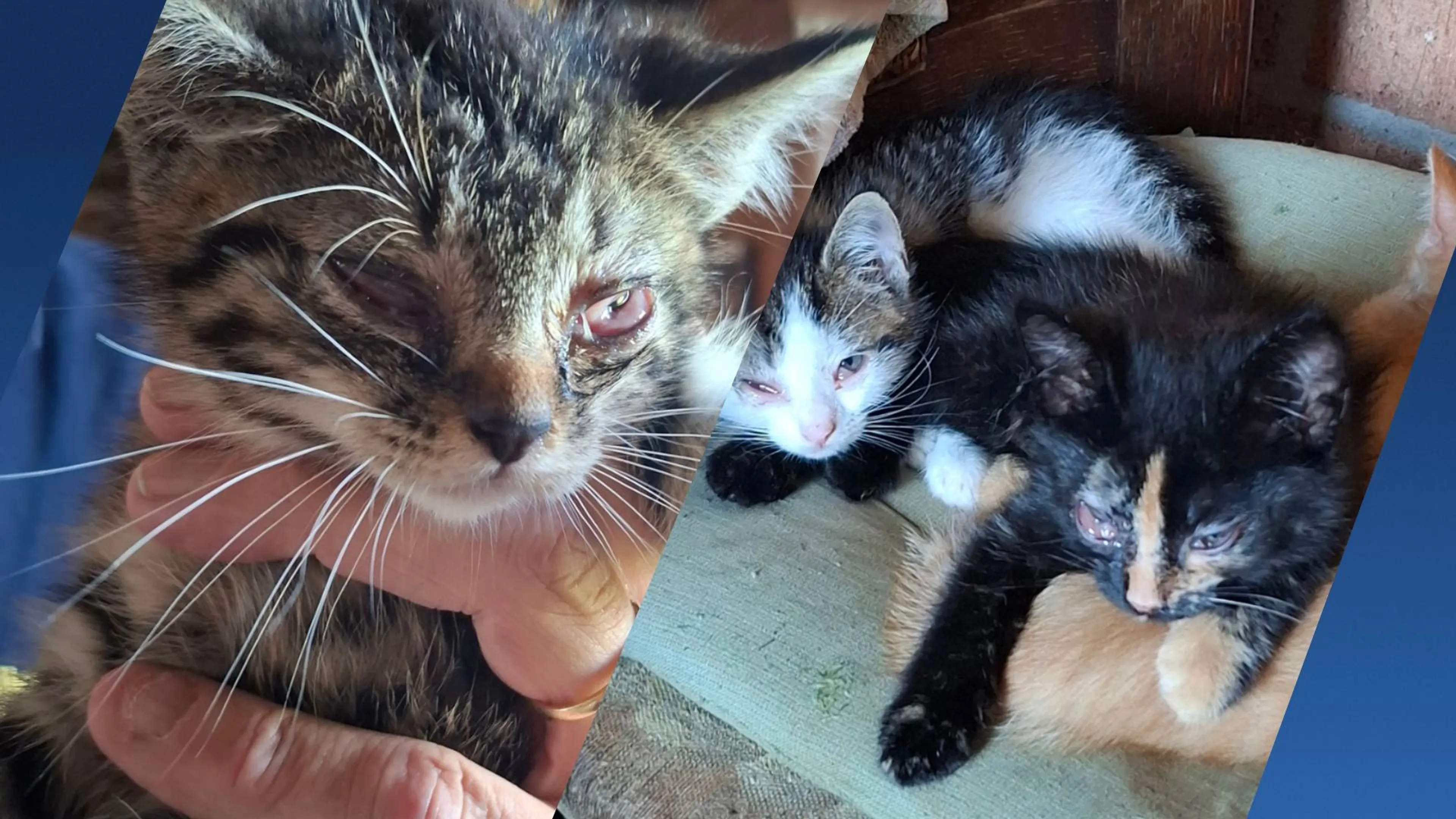 Vrouw houdt zieke katten in woning volledig gevuld met vuilnis