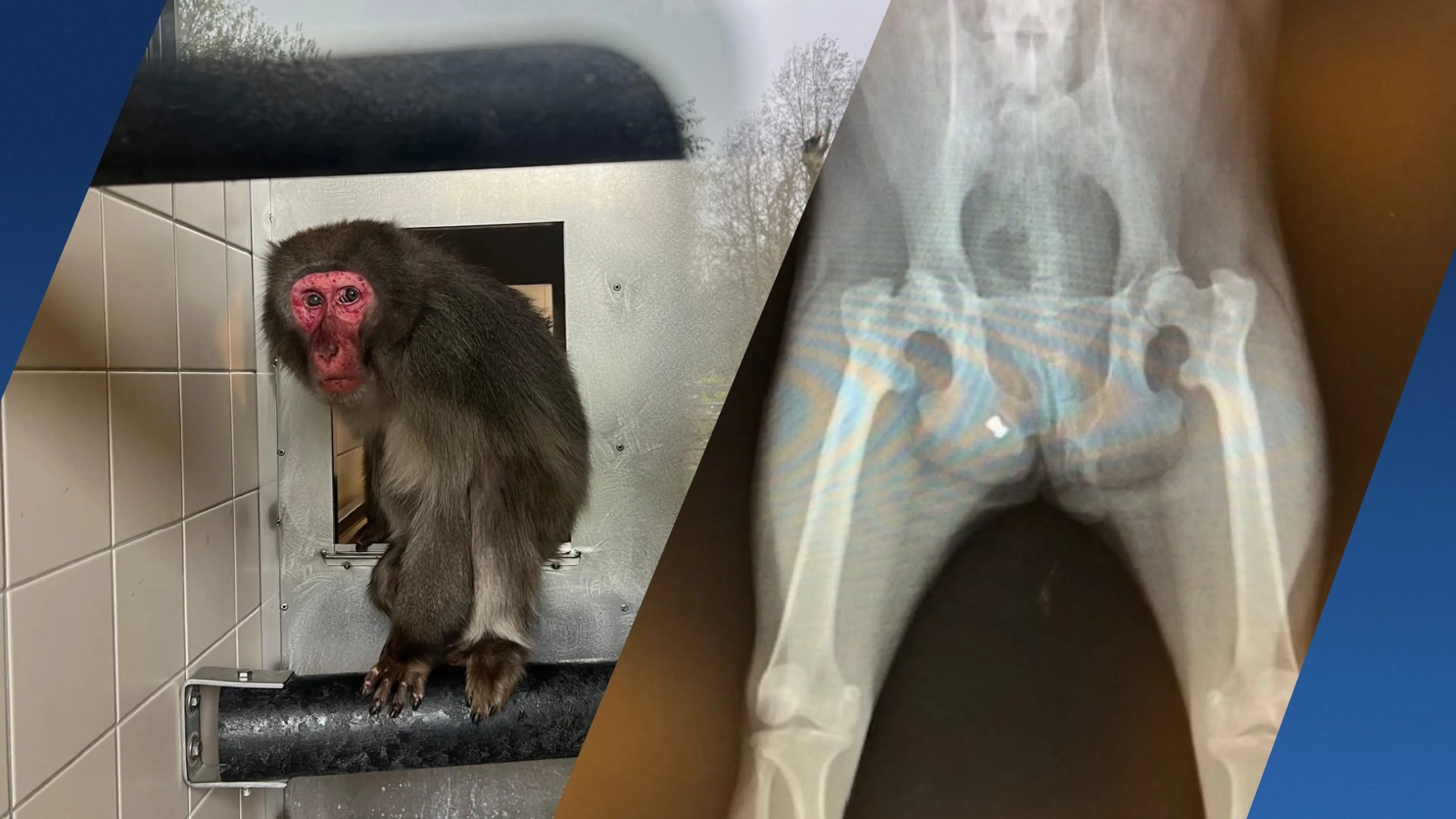 Zwaar mishandelde makaak Sasha ternauwernood gered en opgevangen in Almere