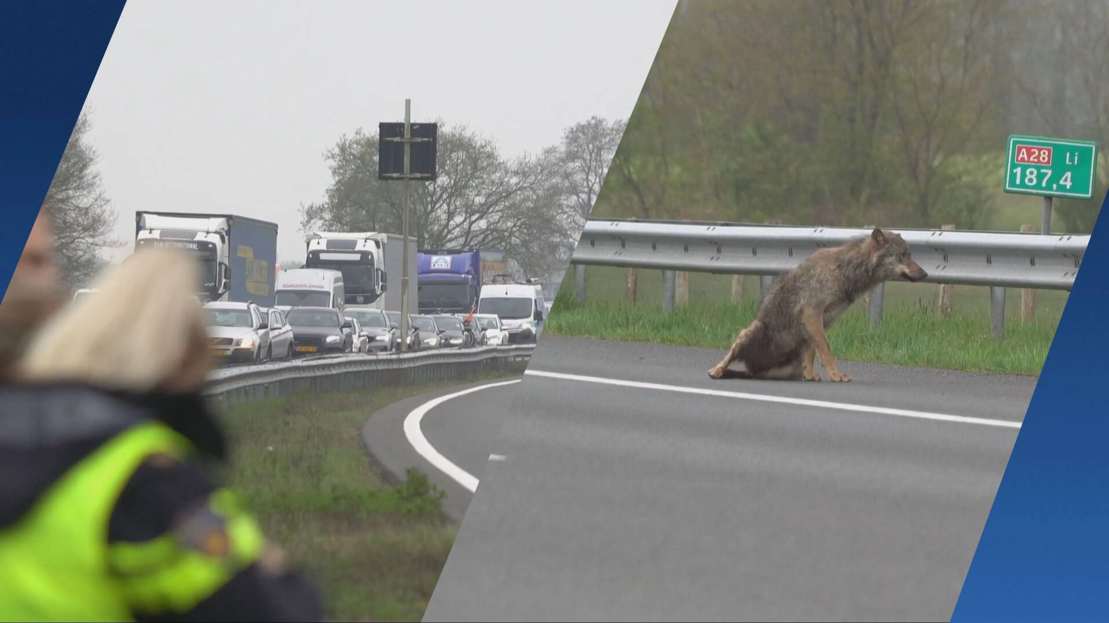Aanrijding met wolf zorgt voor afsluiting A28 bij Vries