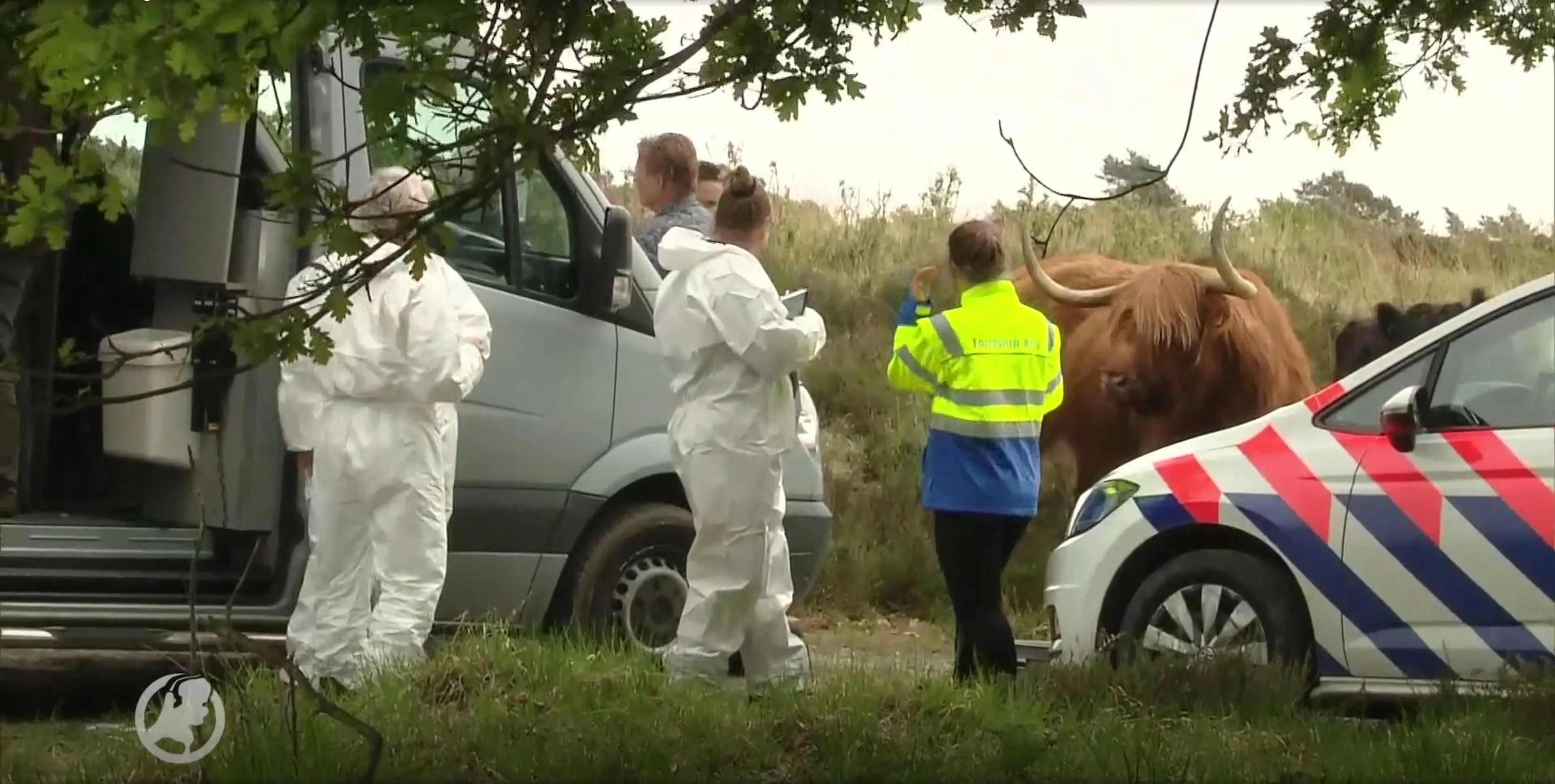 Loslopende runderen hinderen politieonderzoek na vondst lichaam