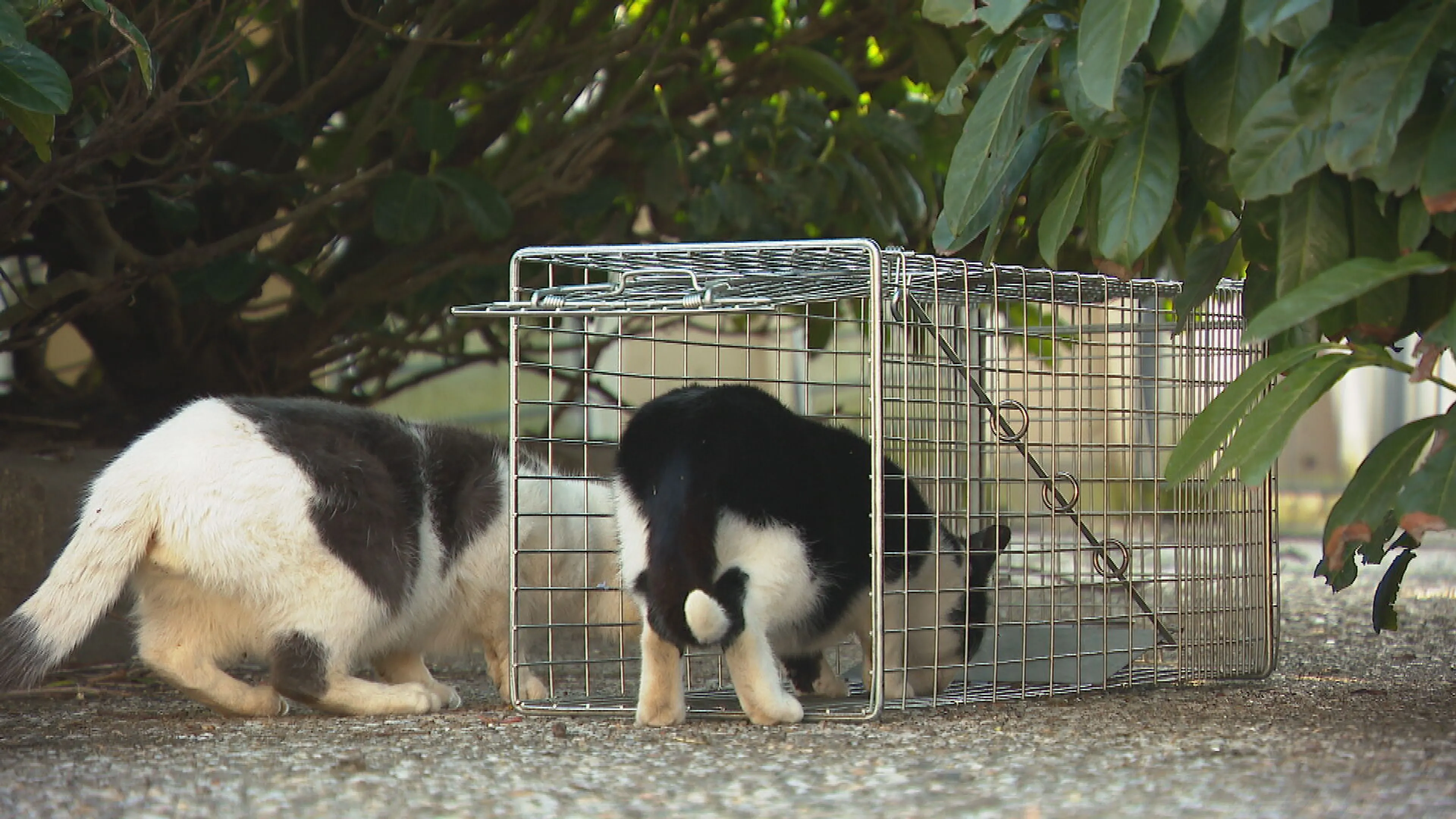 Enorme overlast door honderden zwerfkatten in Nederland, stichting gaat ze vangen