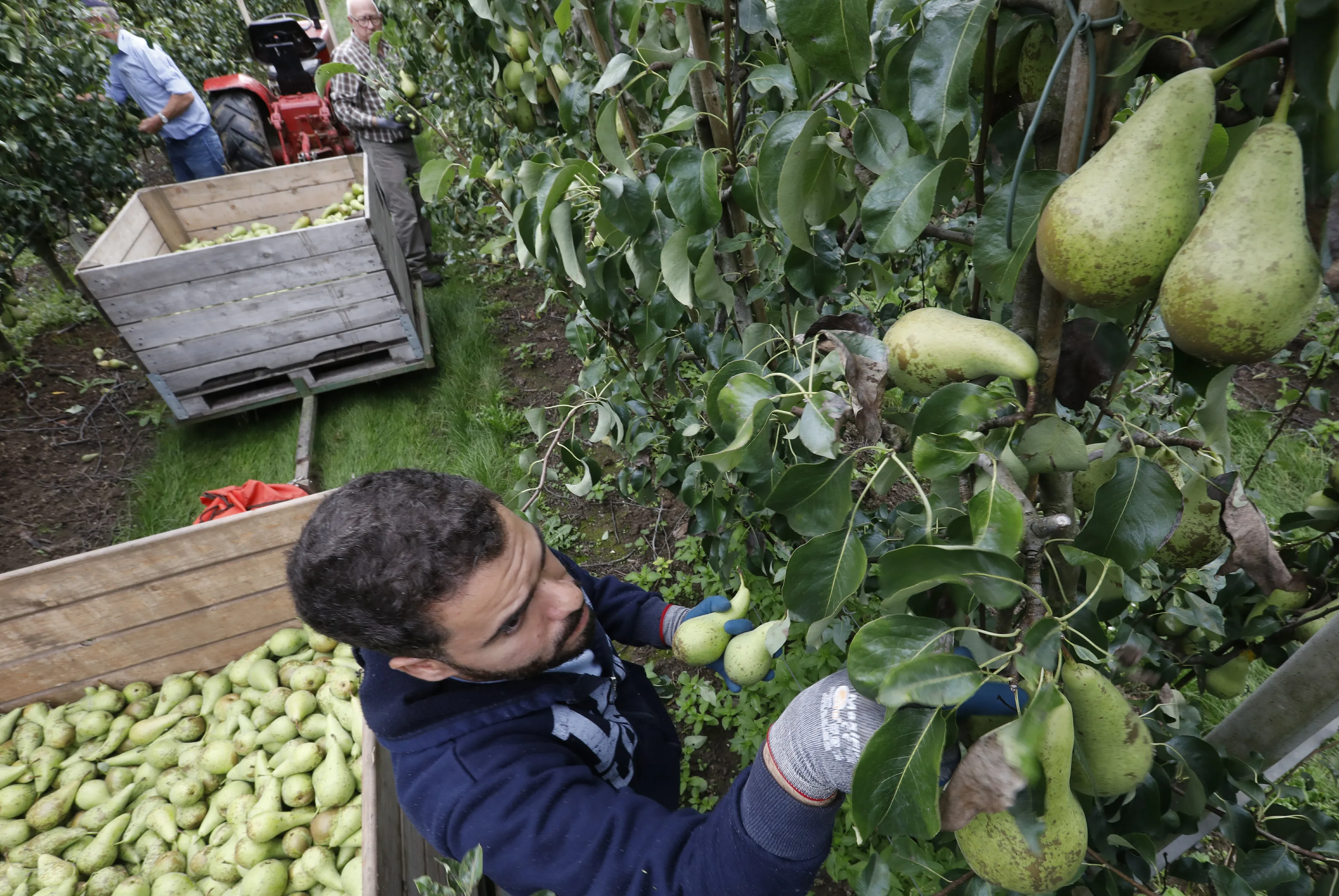 Oproep aan kabinet: laat asielzoekers sneller aan het werk
