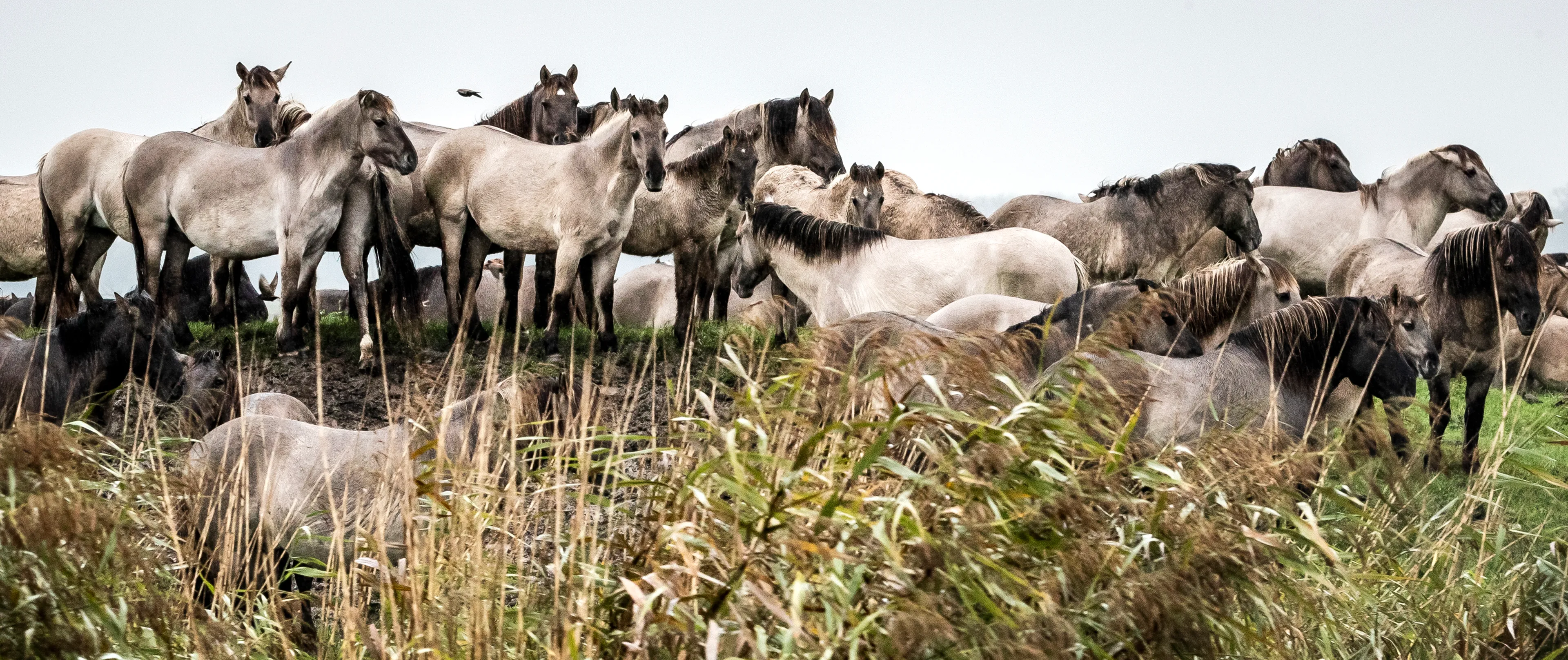 Staatsbosbeheer mag konikpaarden uit Oostvaardersplassen naar slachterij brengen
