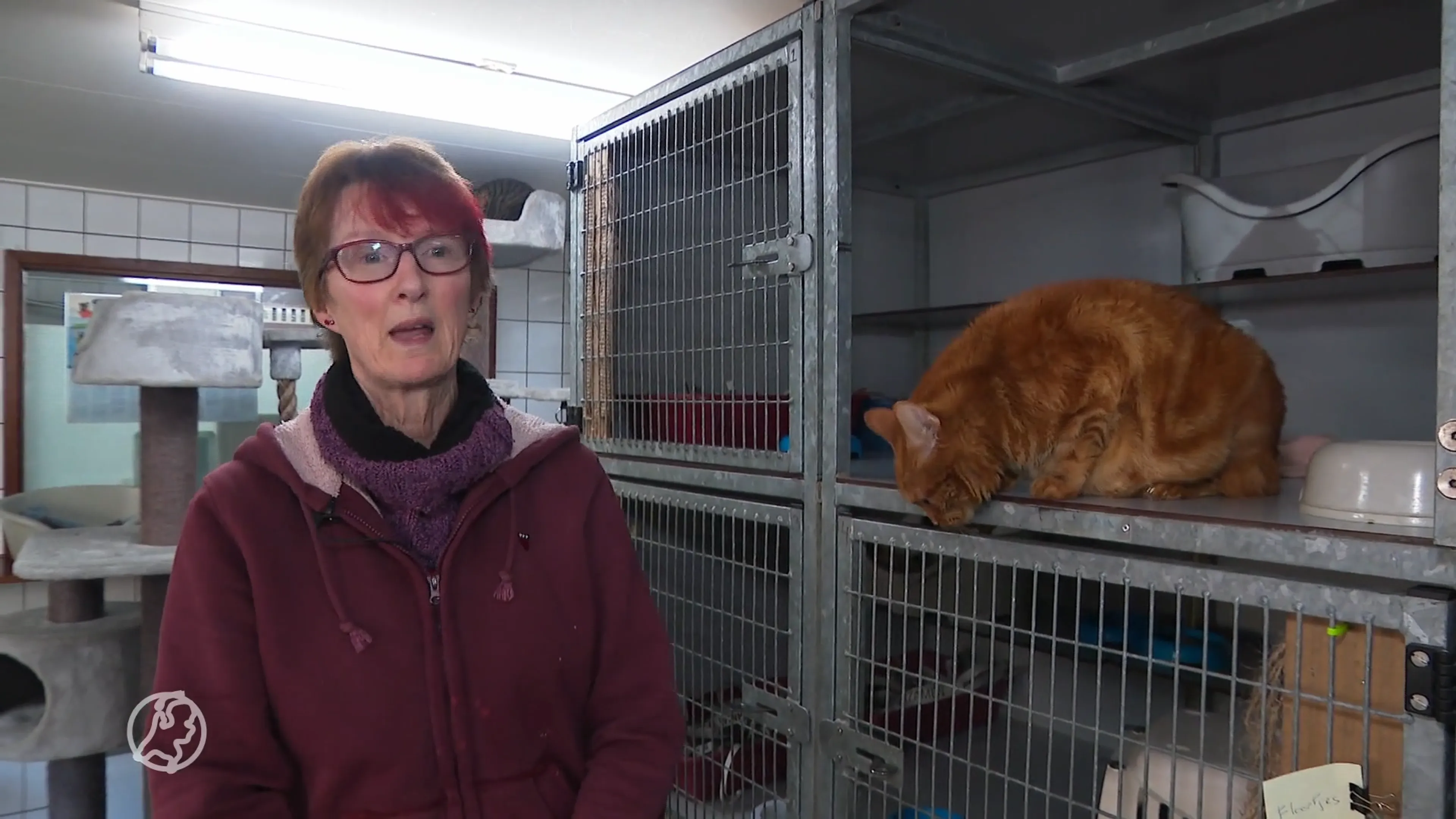 Beroemde poezenboot kraakt en lekt, honderden katten wachten op donateurs