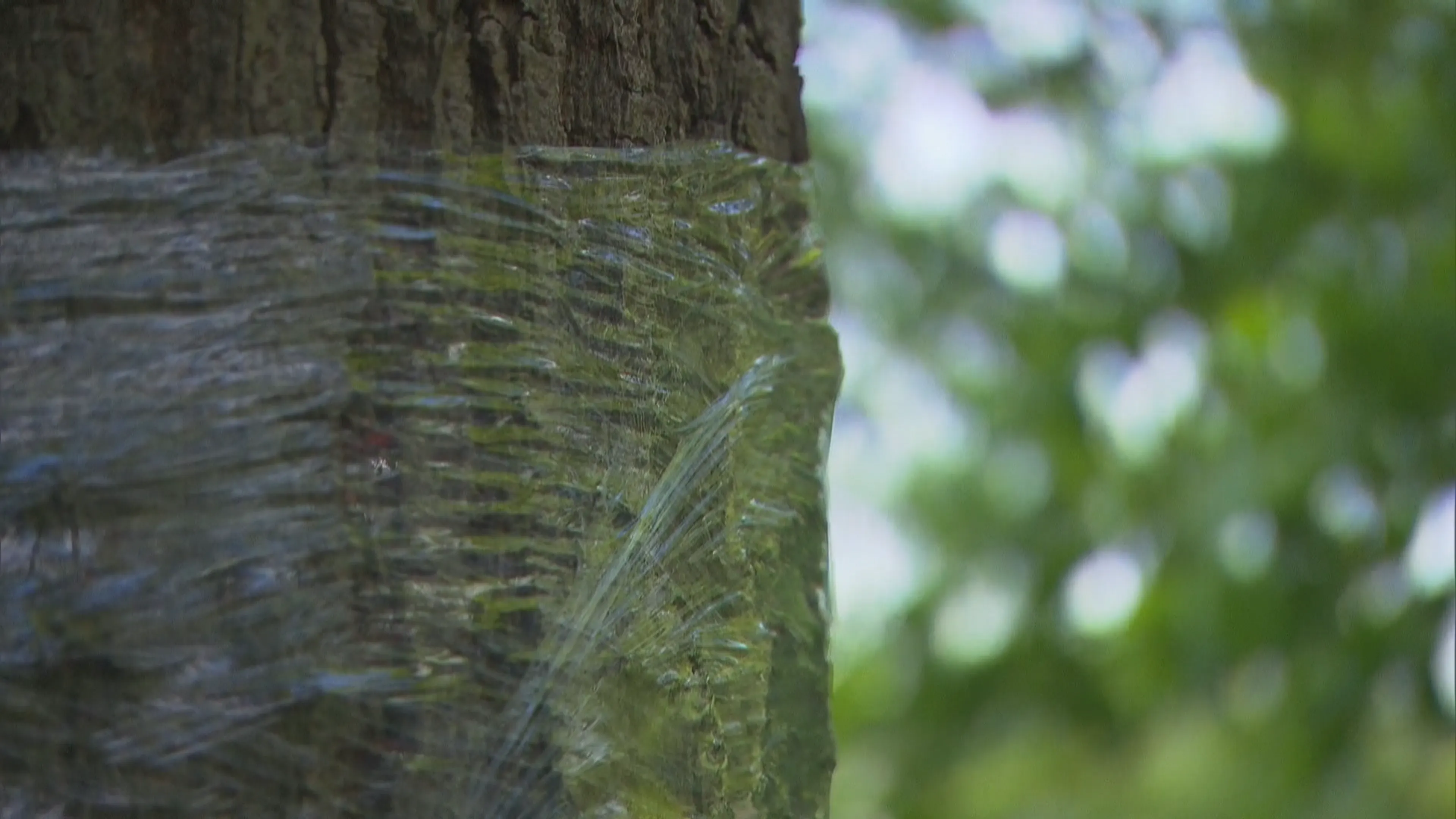 Bomen 'inpakken' in strijd tegen de eikenprocessierups? 'Doe het alsjeblieft niet'