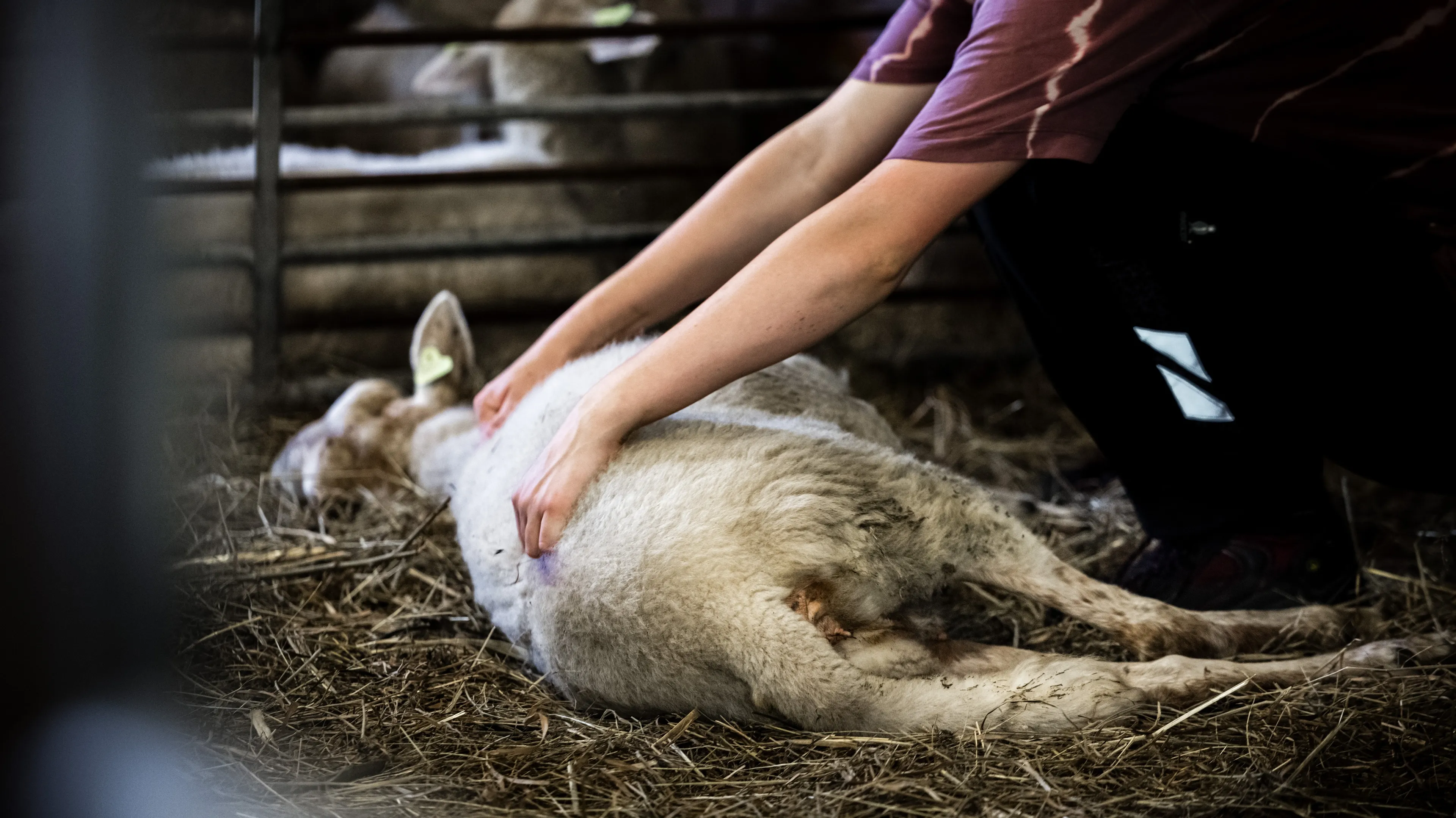 Boeren geschokt: nieuw type dodelijke blauwtong in Nederland, eerste in Europa