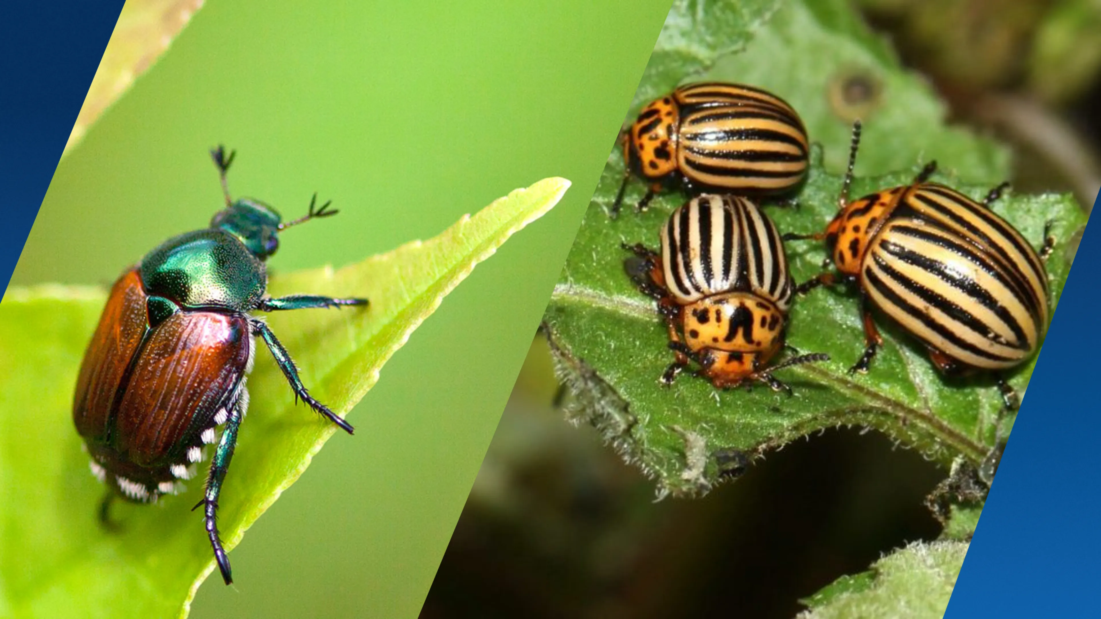 Van Japanse kever tot coloradokever: deze insecten zorgen voor overlast