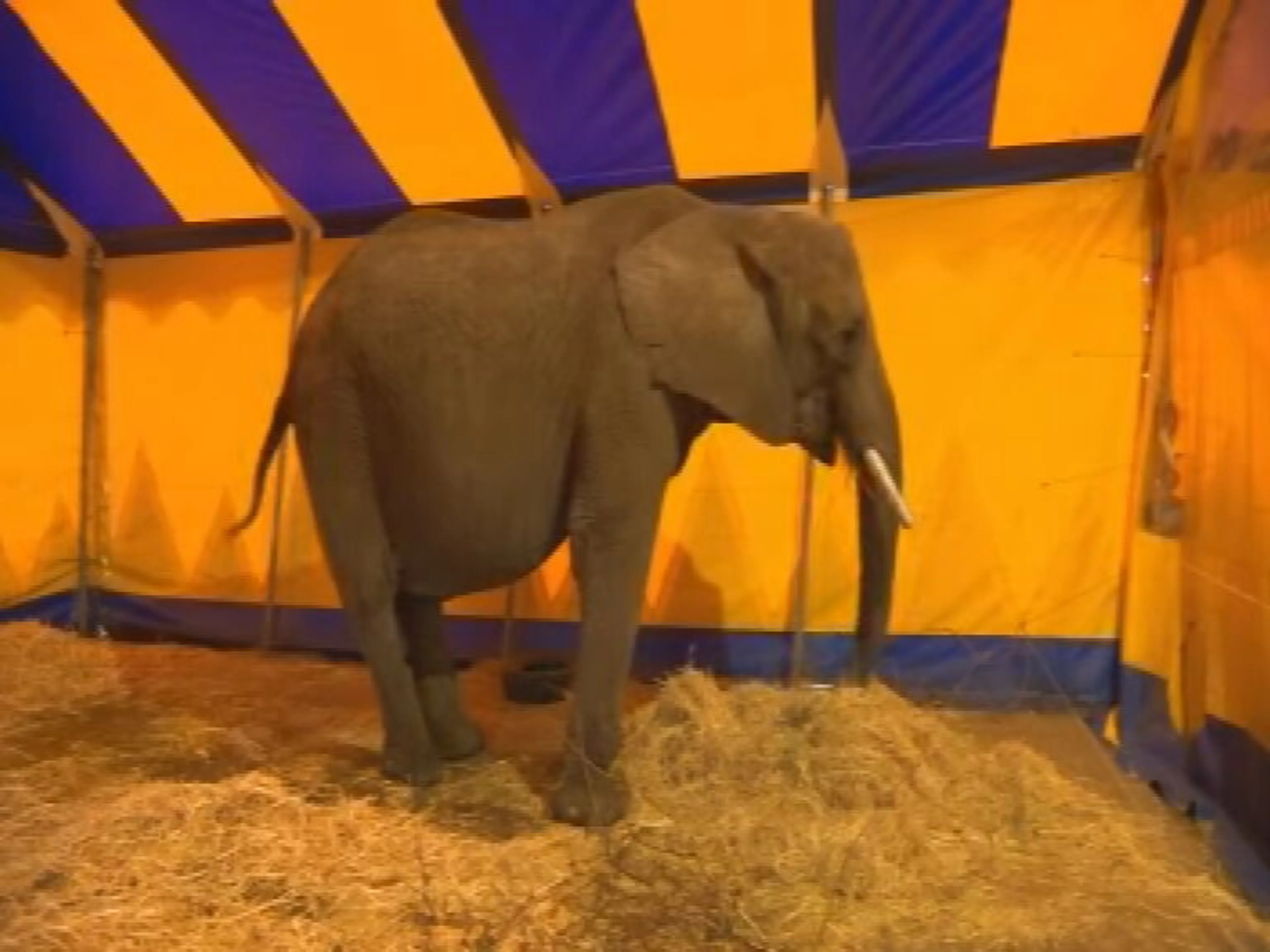 Animal Rights vecht ontheffing circusolifant Buba aan: 'Dier gebruikt als levend reclamebord voor circus dat bijna failliet is'