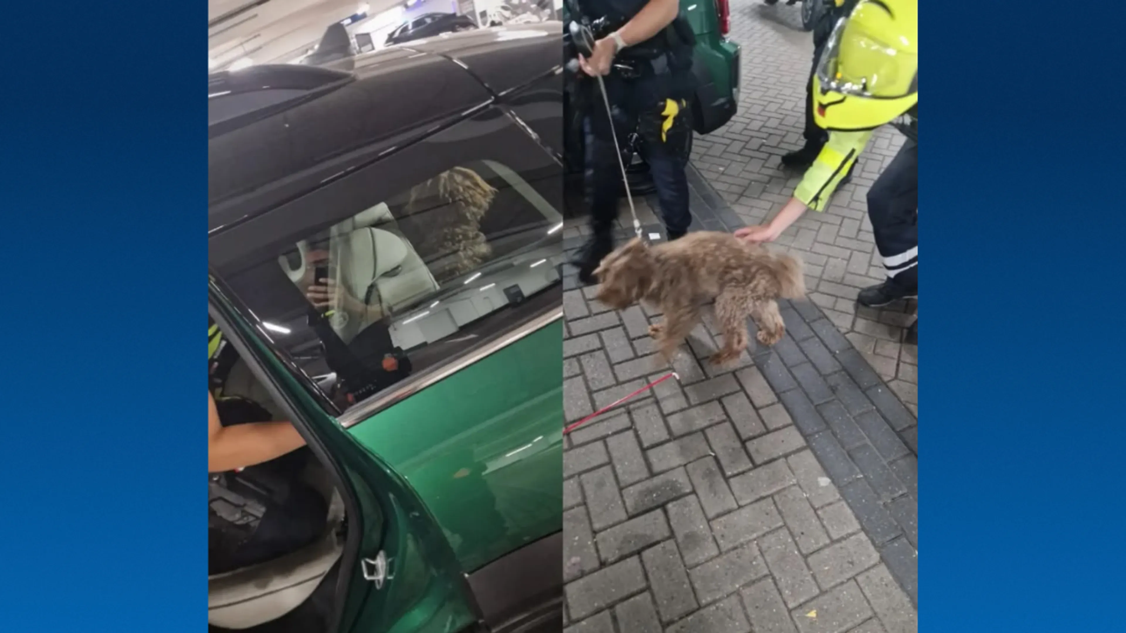 Hond na ruim 40 minuten gered uit hete afgesloten auto in Amsterdam