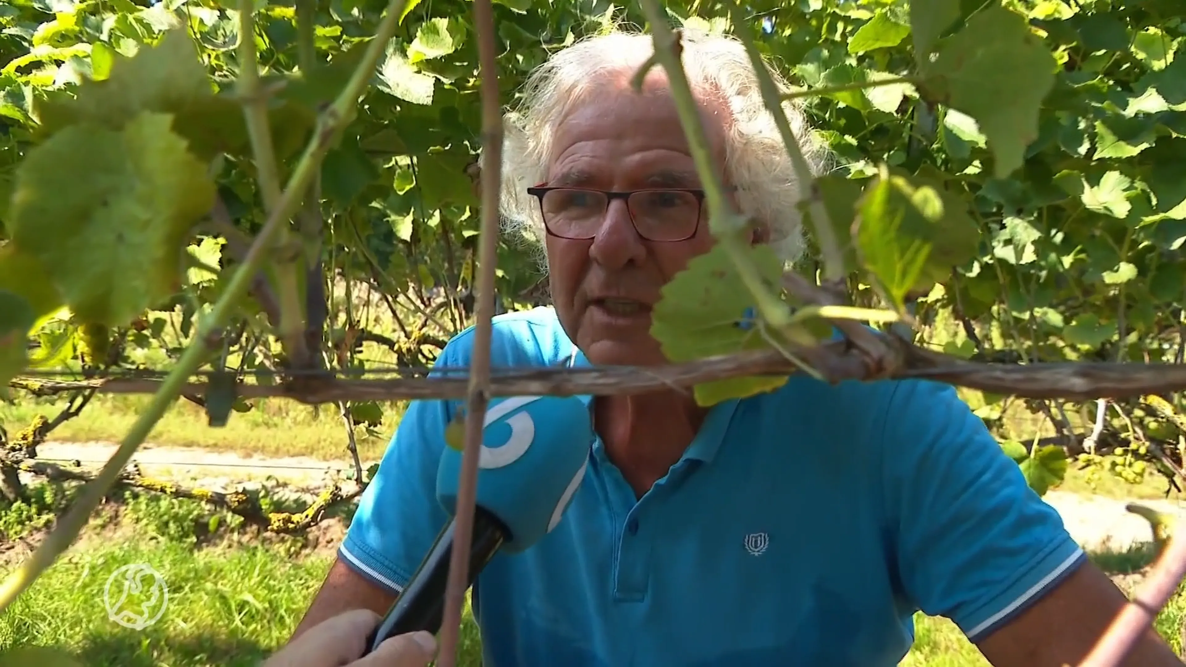 Wijnboeren plukken de vruchten van late hittegolf