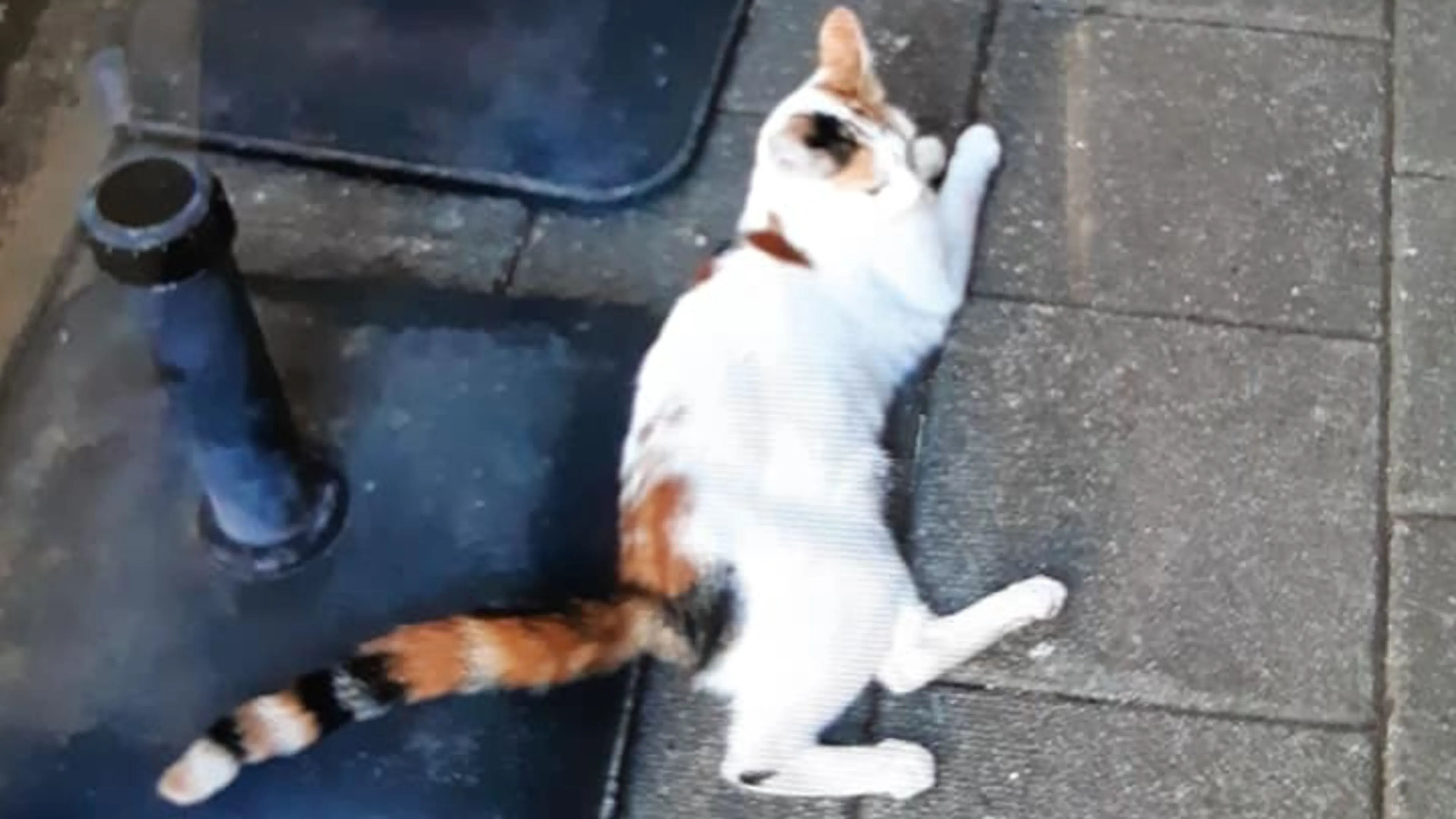 Poes Noor doodgeschoten met luchtbuks, vrees voor zelfde lot andere kat