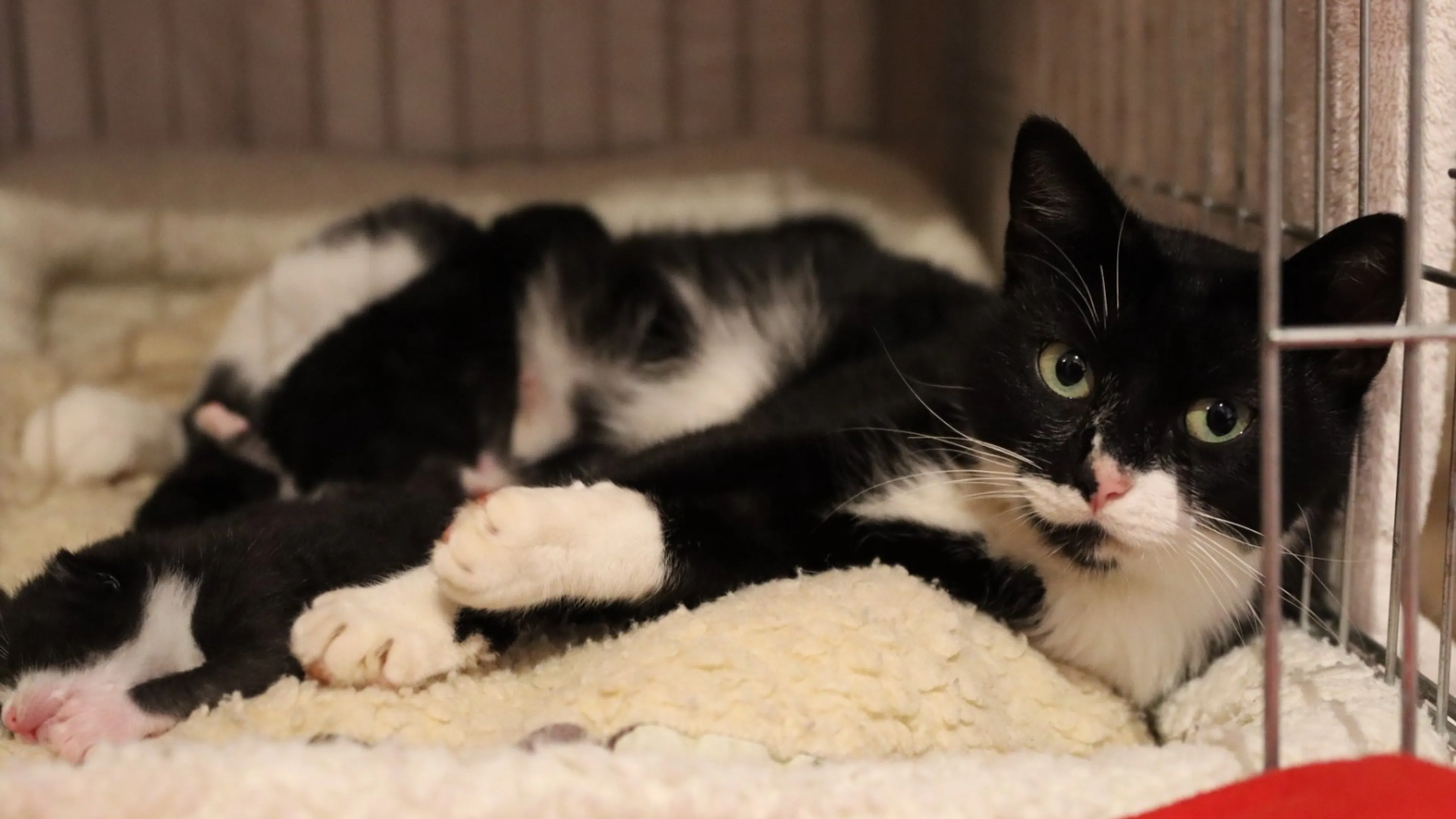 Gedumpte moederpoes herenigd met eerder gedumpte kittens