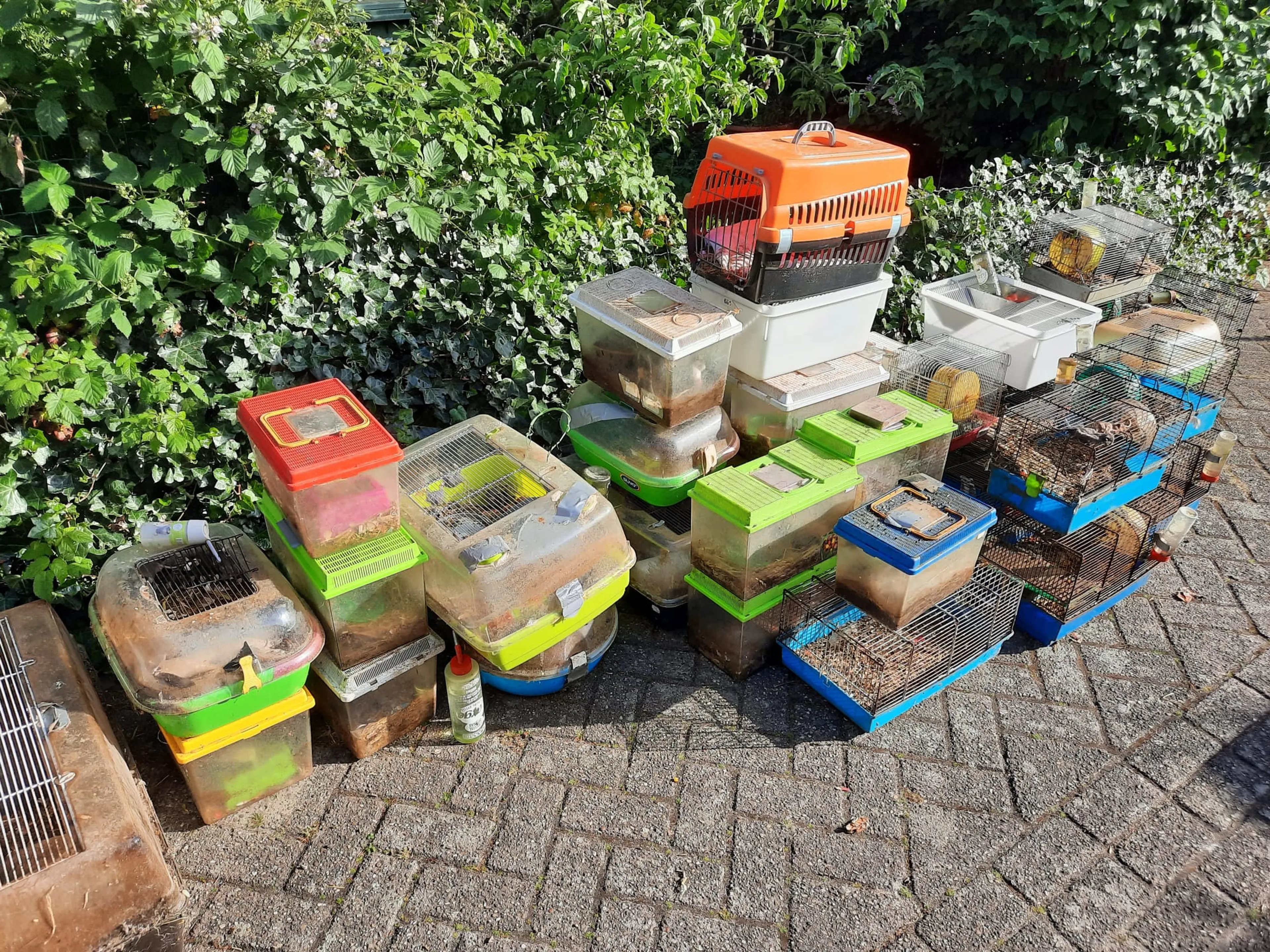 Duizendkoppige muizenmassa aangetroffen in zwaar vervuilde woning: 'De geur is niet te doen'