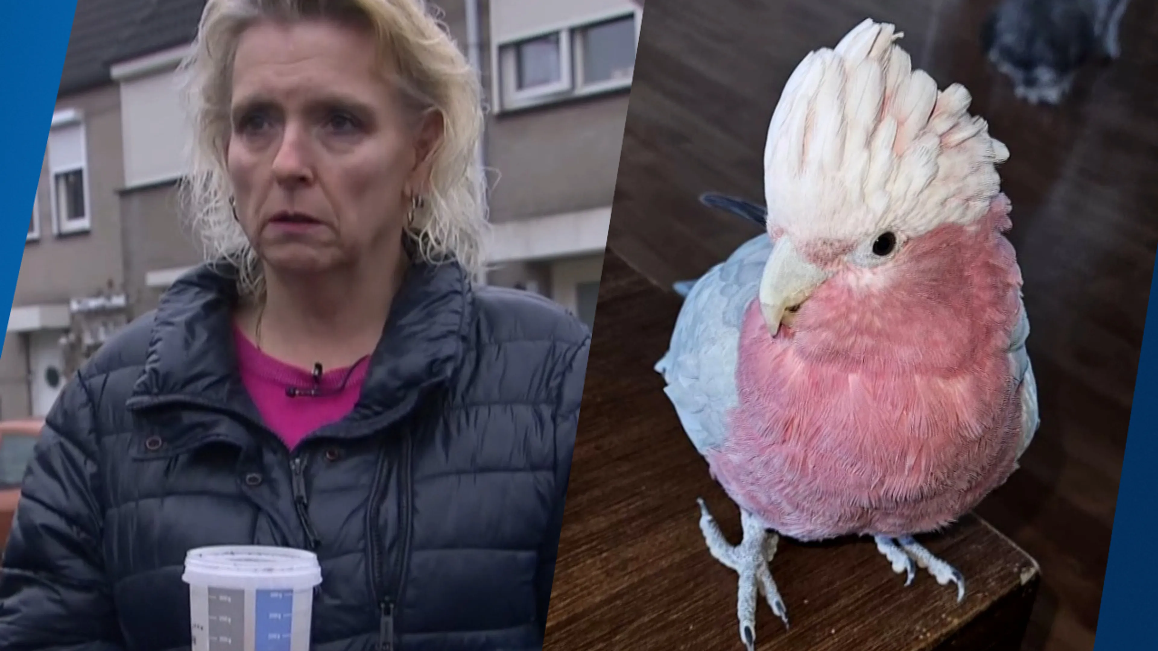 Baasje Cindy uit Eindhoven bedroefd door spoorloze kaketoe Kaya