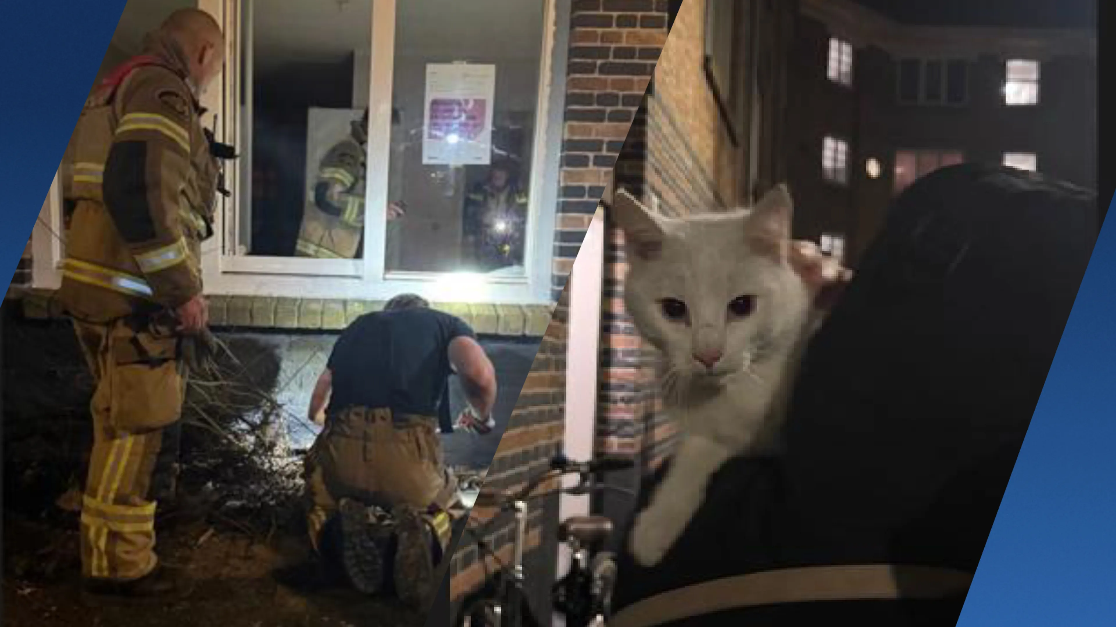 Vermiste kat in Amsterdam blijkt vast te zitten in muur