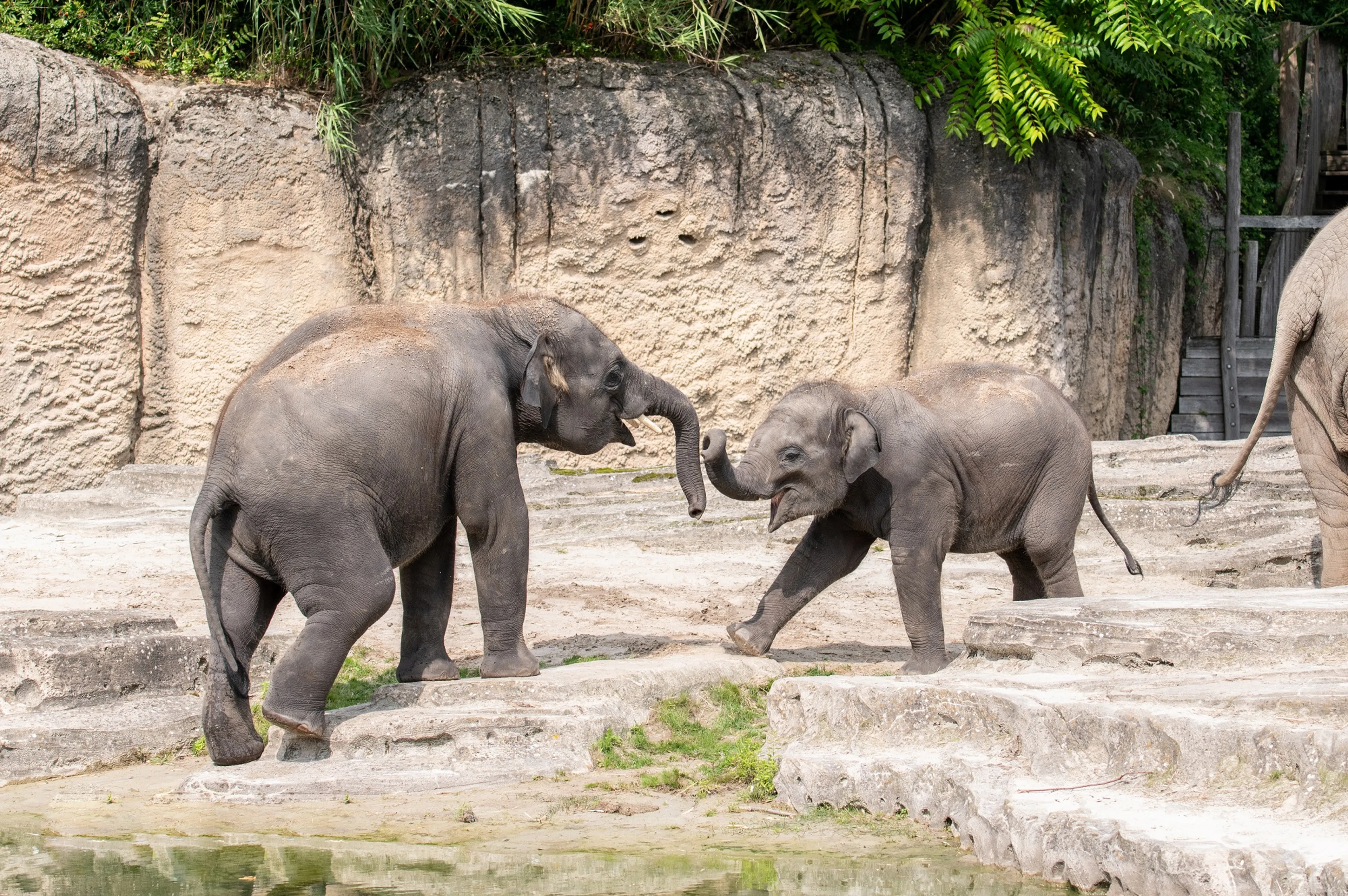Olifant Ka Yan (3) overleden: herpesvirus eist derde olifantenleven in drie weken tijd