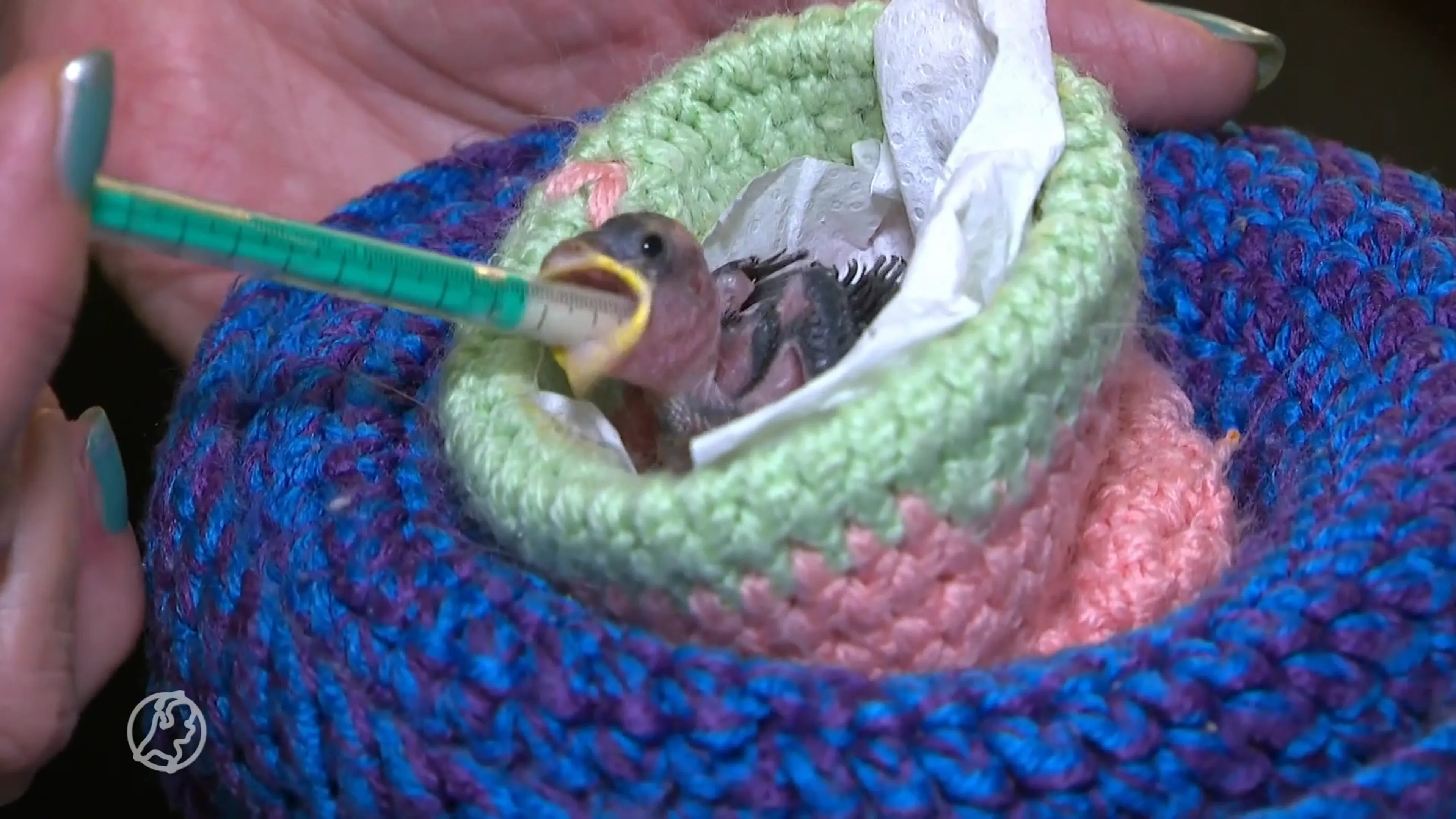 Broedseizoen van start, drukte bij vogelopvang: 'Vaak moet je het vogeltje laten liggen'