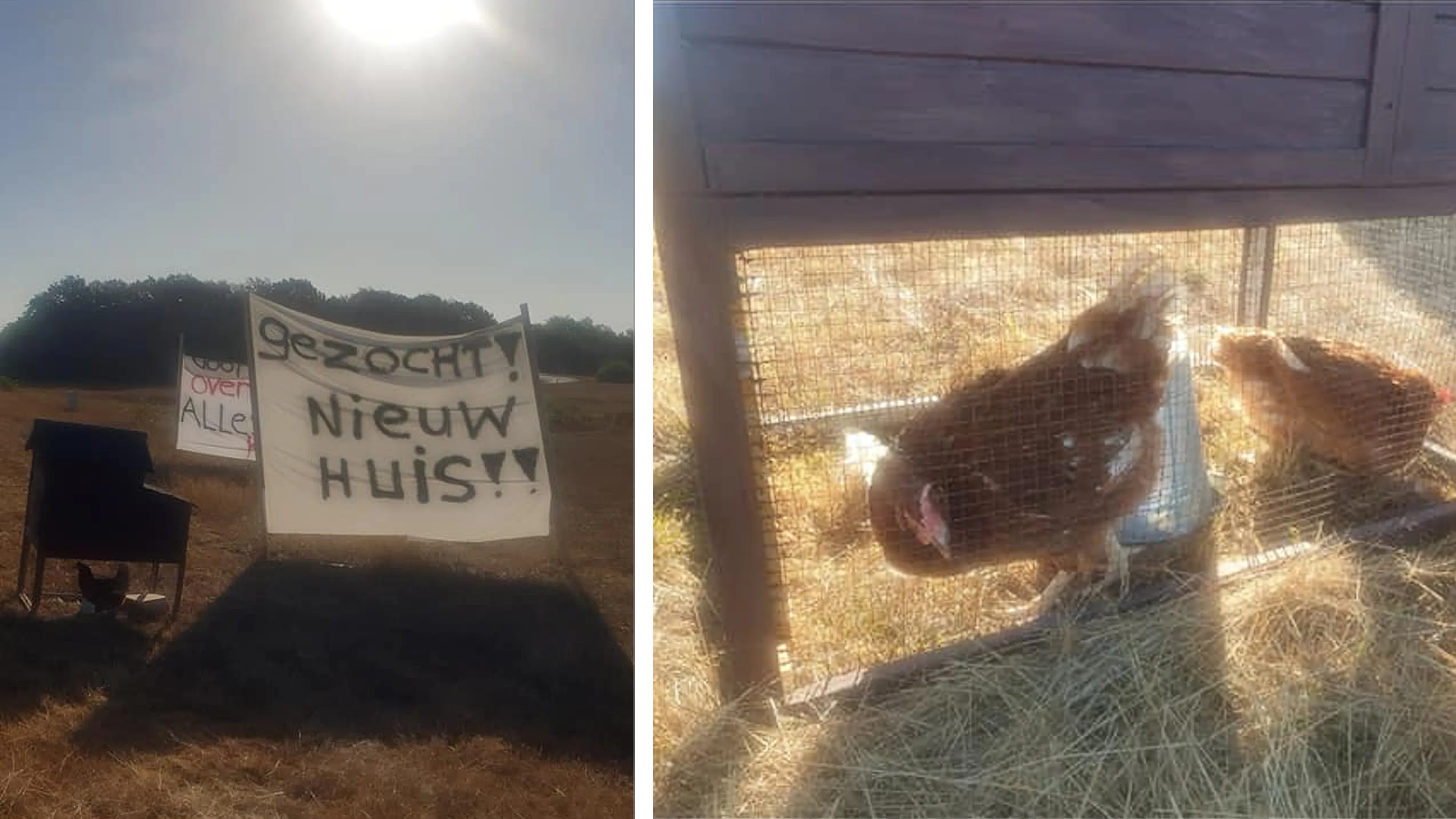 Kippenhok met levende kippen langs A1 bij Stroe
