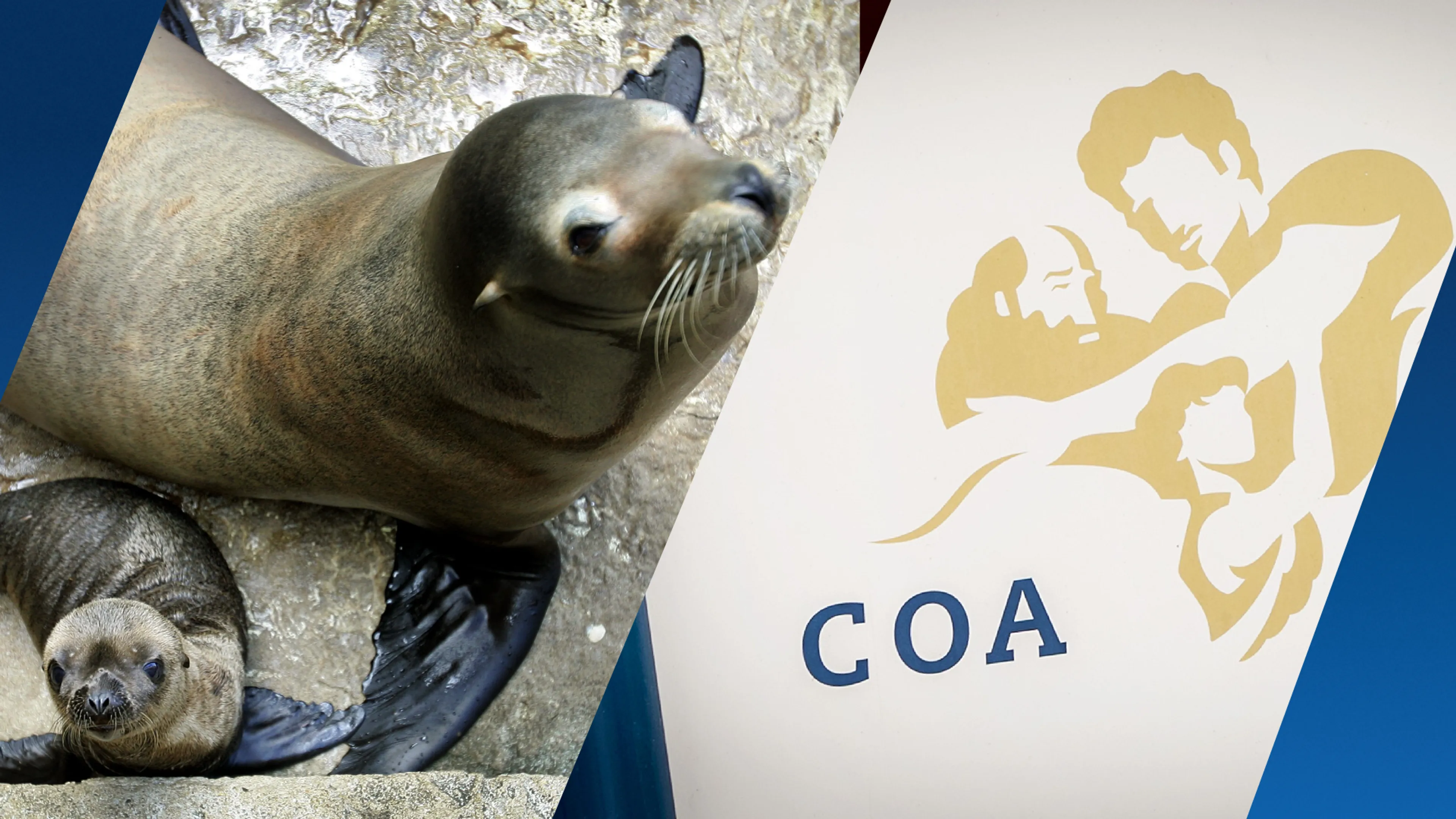 COA-uitje in Blijdorp loopt uit de hand: jongens klimmen zeeleeuwenverblijf in